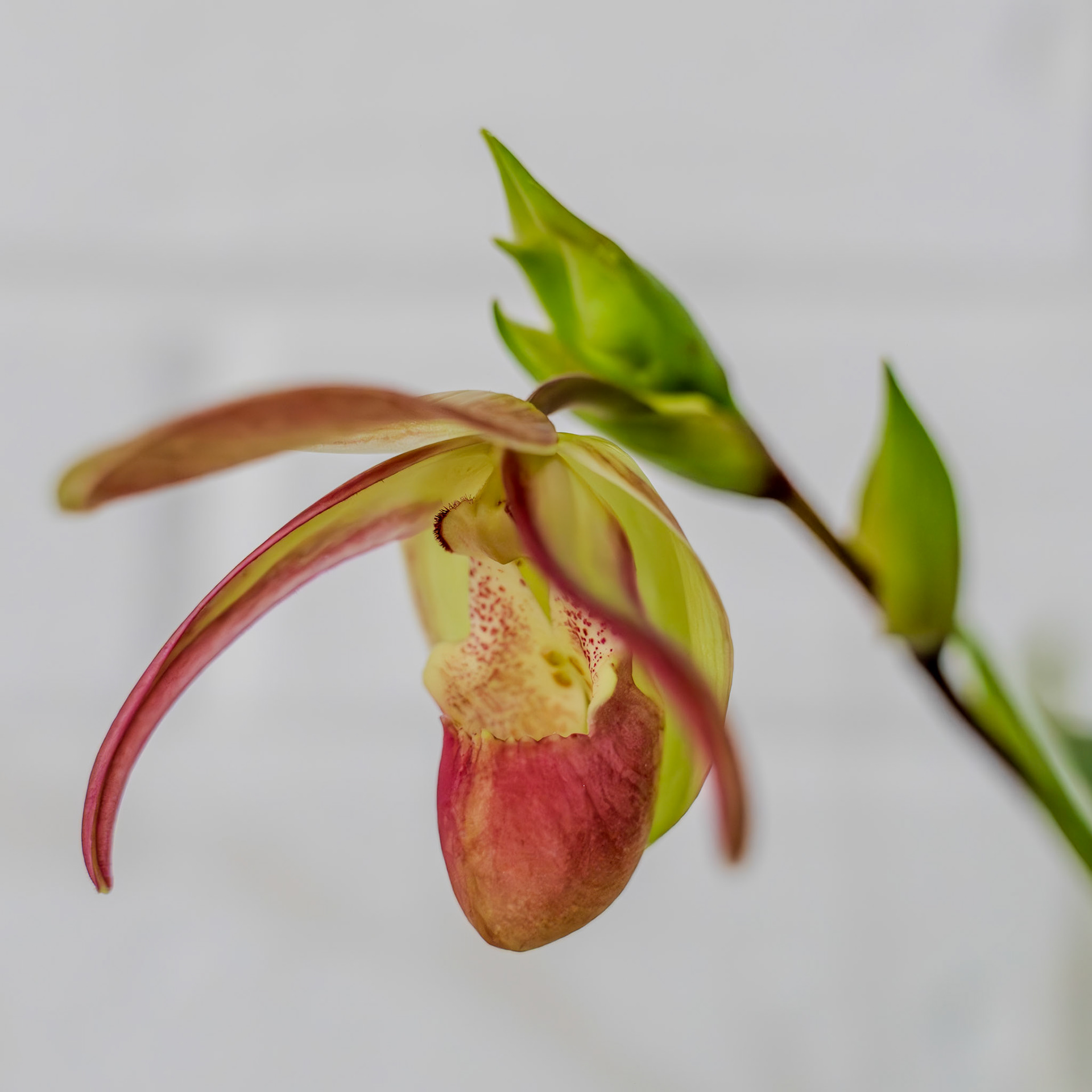 "Phrag. Peruflora's Spirit" from Birdman