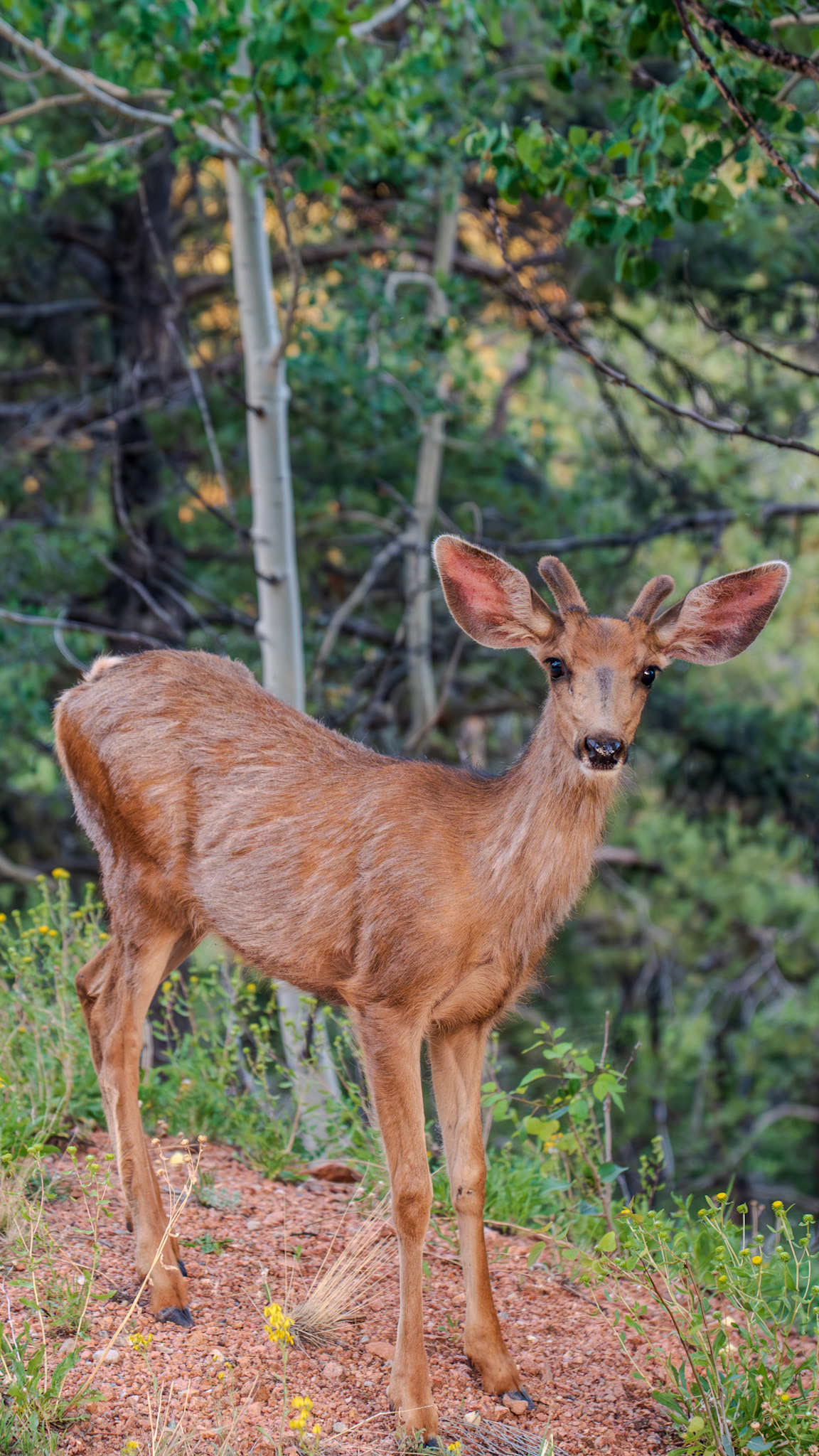 Jasper the young buck
