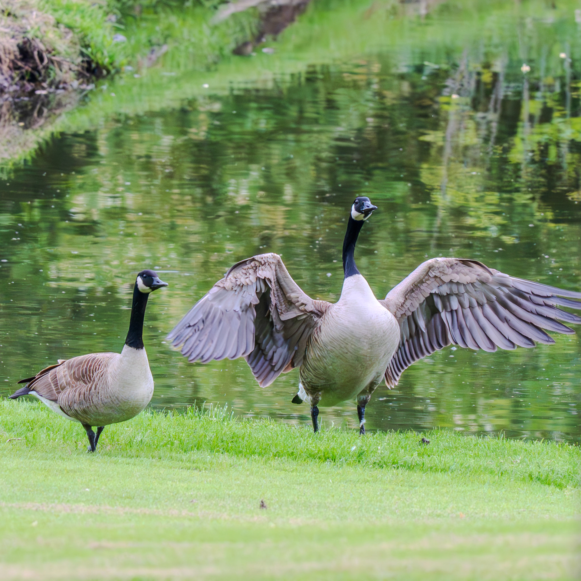 Show-off goose