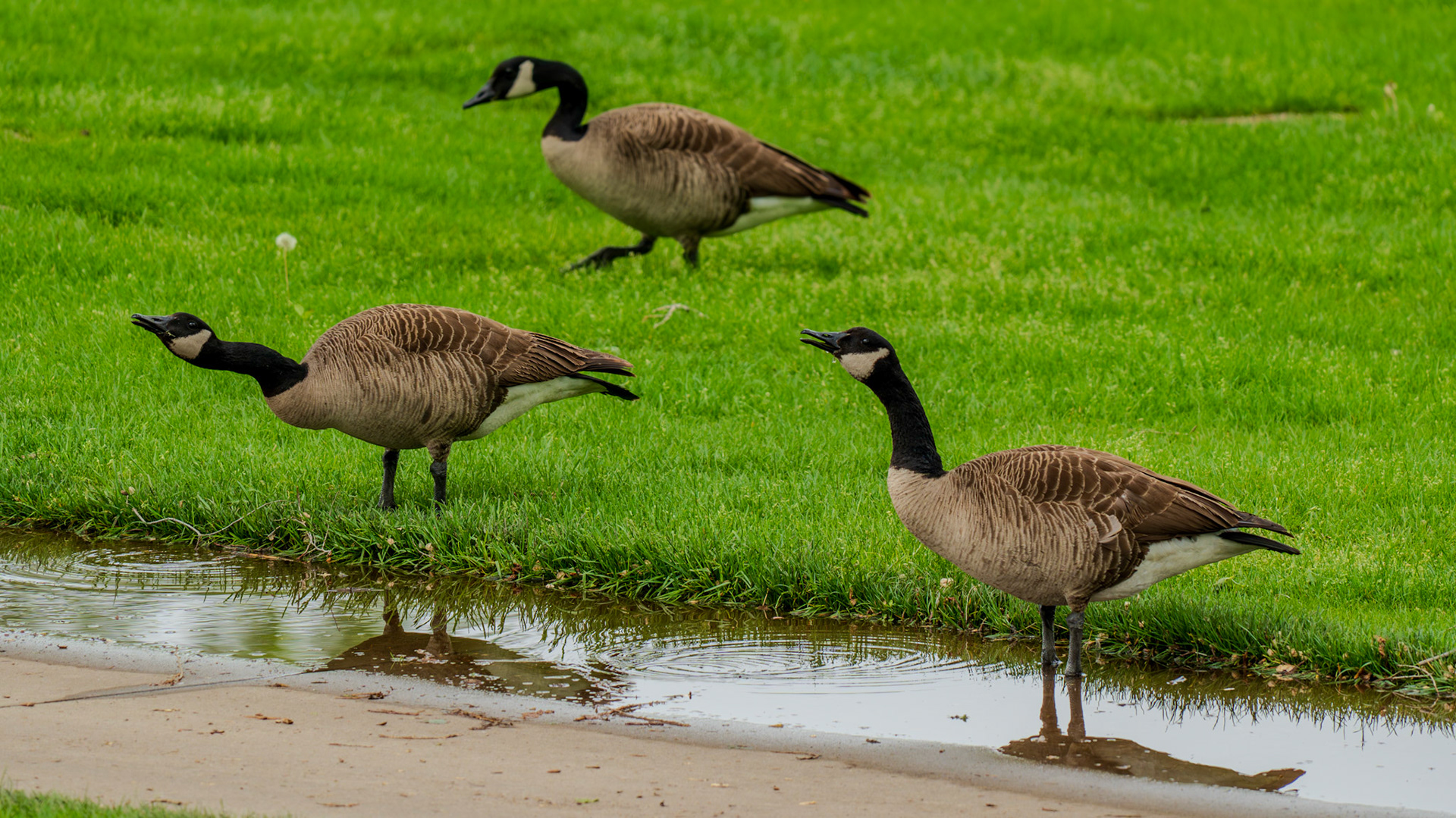 Thirsty Geese