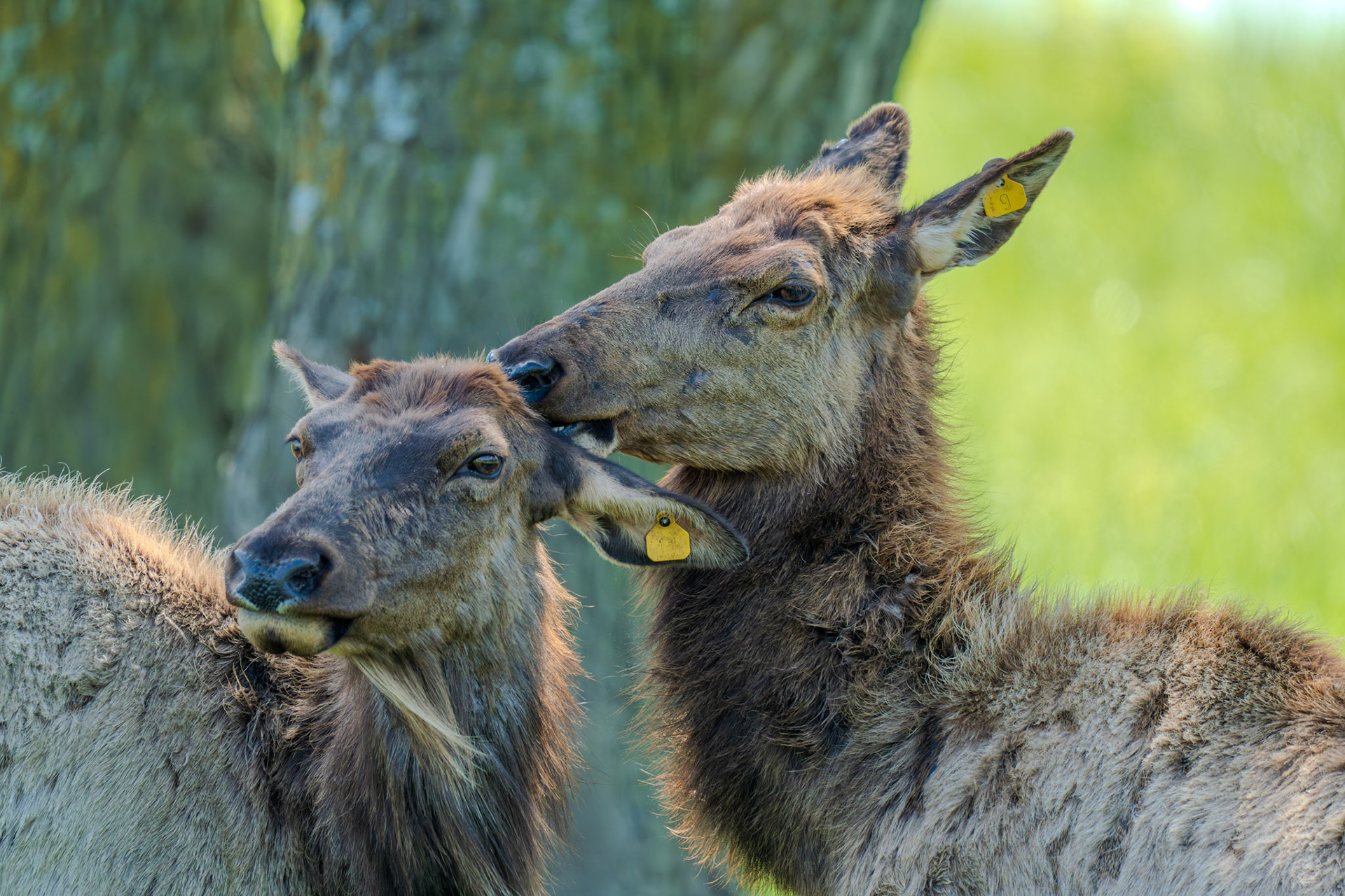 Mama elk cleaning young