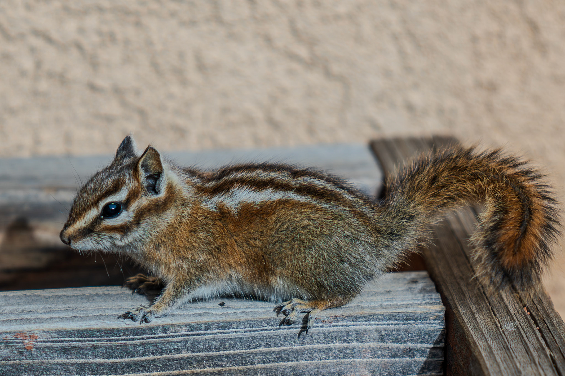 Curious baby chipmunk