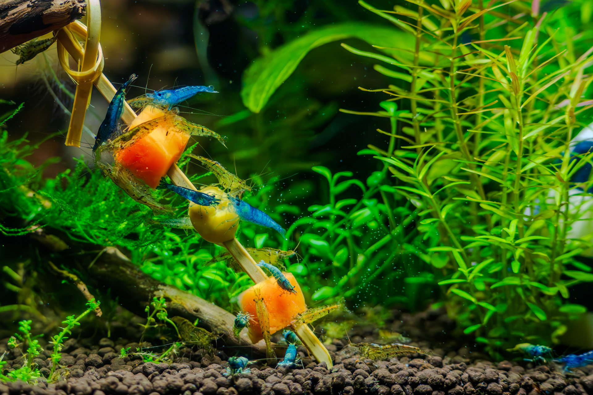 Lunchtime for shrimp