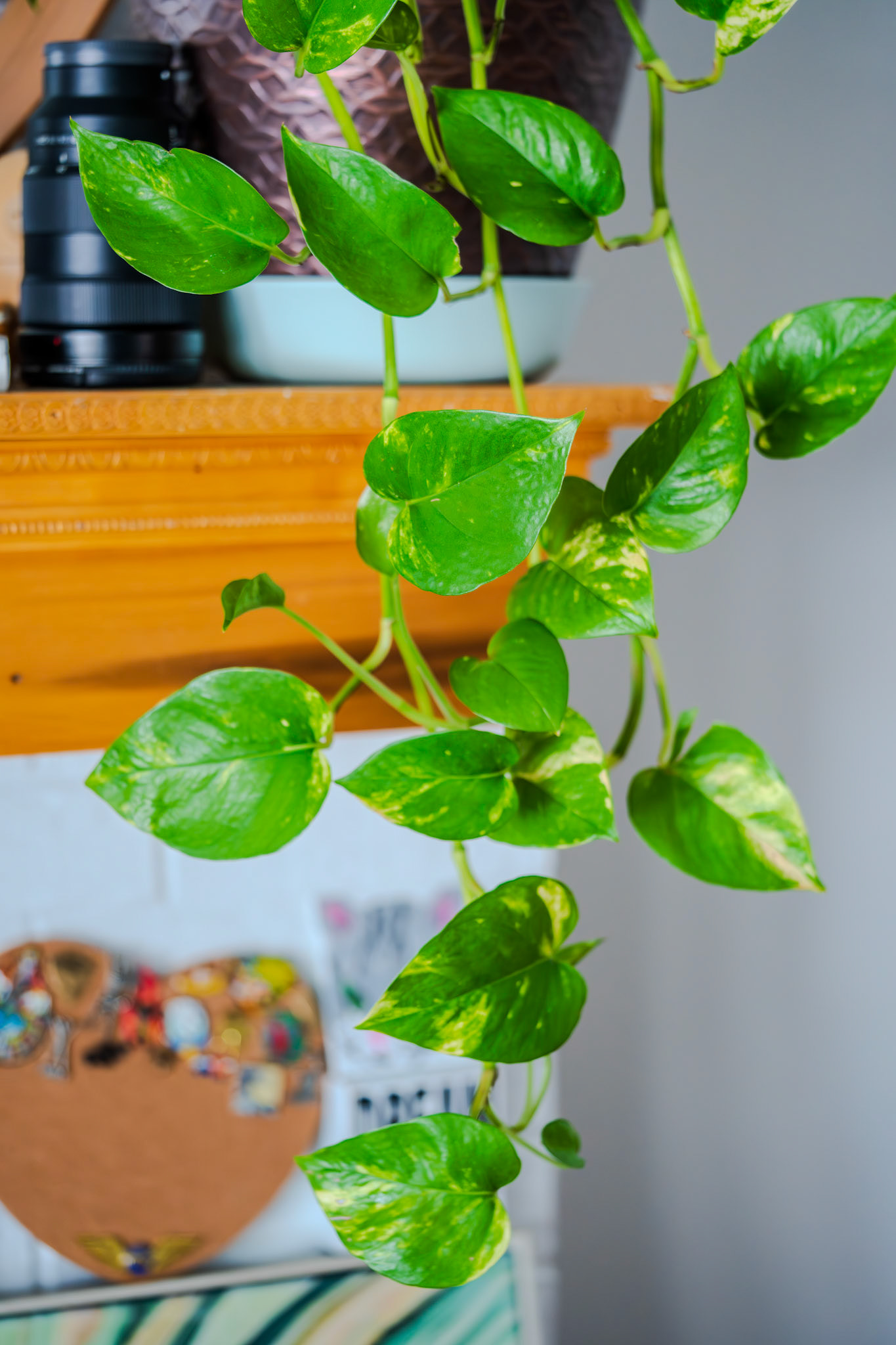 Variegated pothos