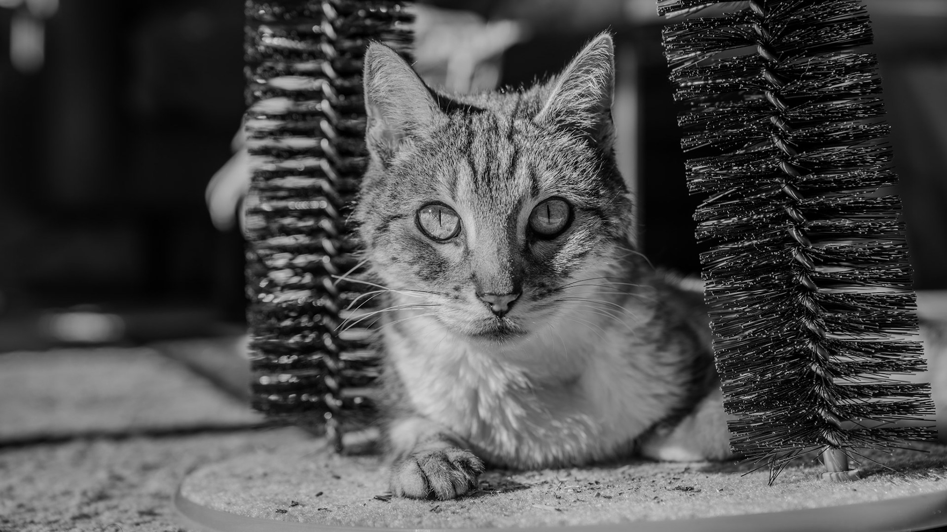 Albert