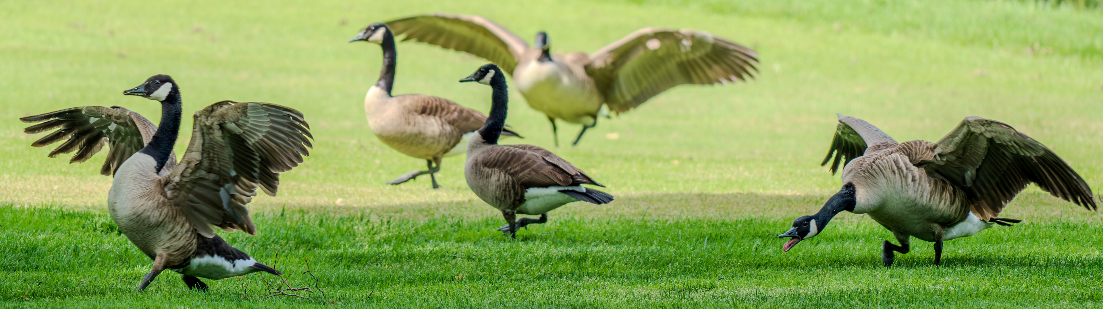 Goose attack!