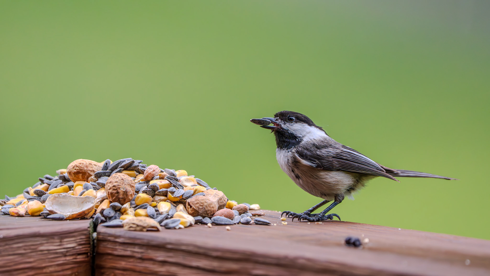 Little chickadee