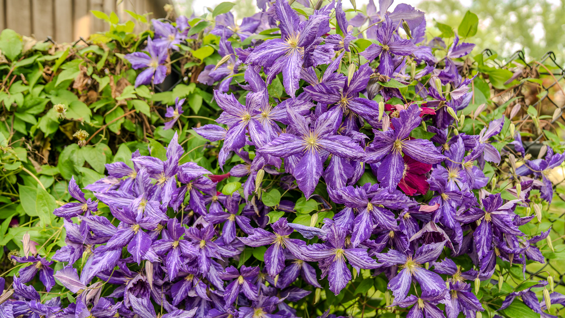 Tie-dye clematis