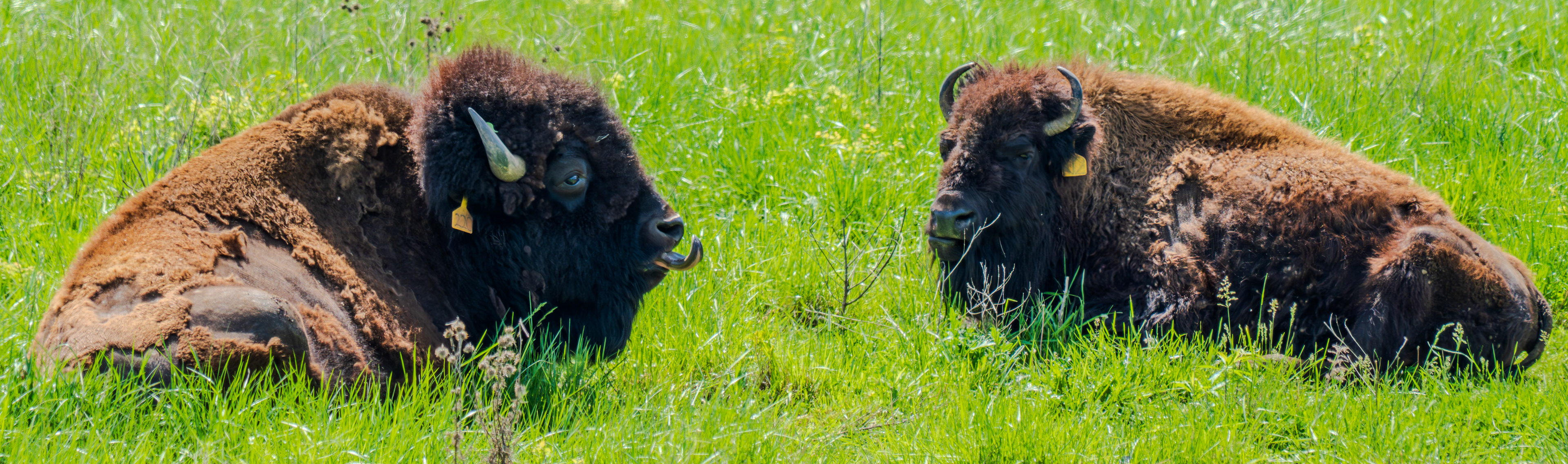 Sleepy buffalo