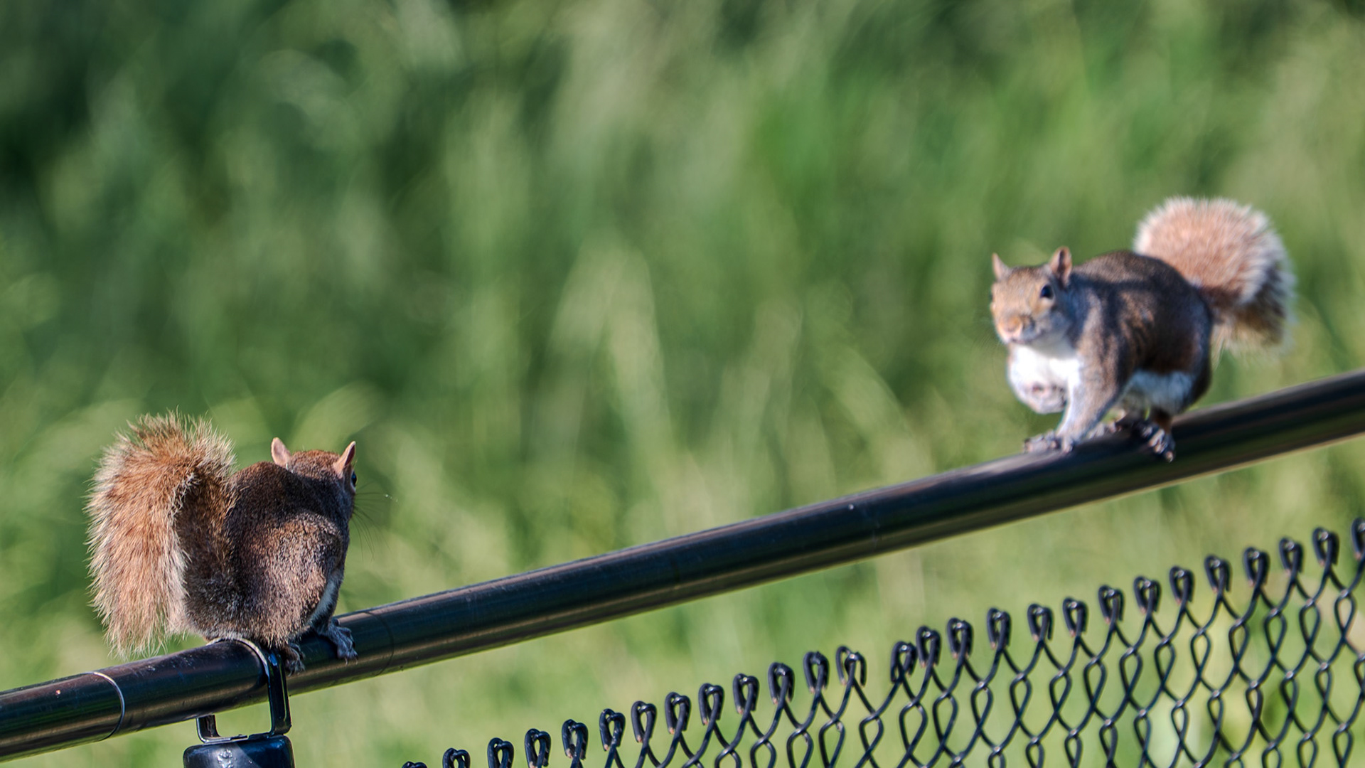 Squirrel duel