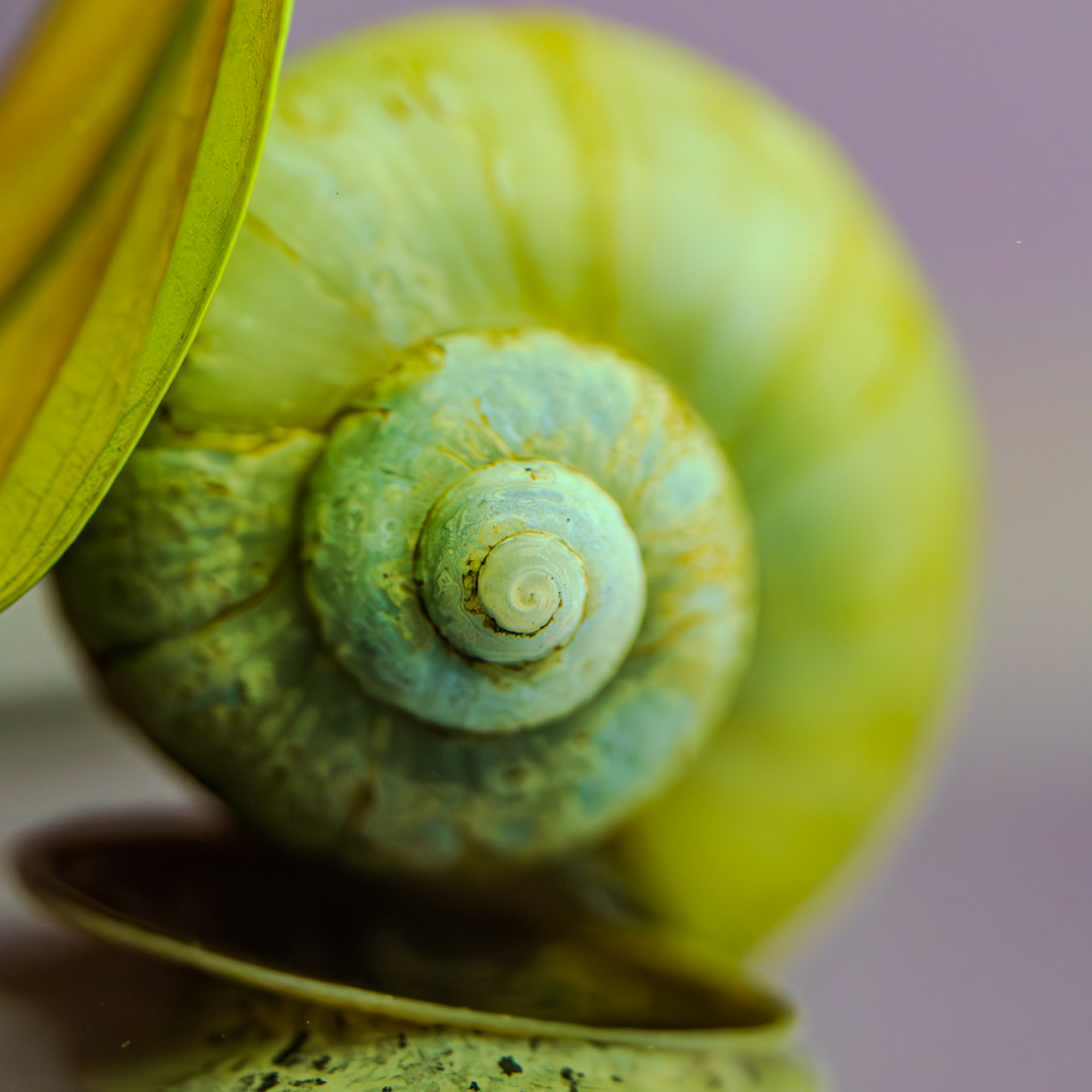 Golden Spiral