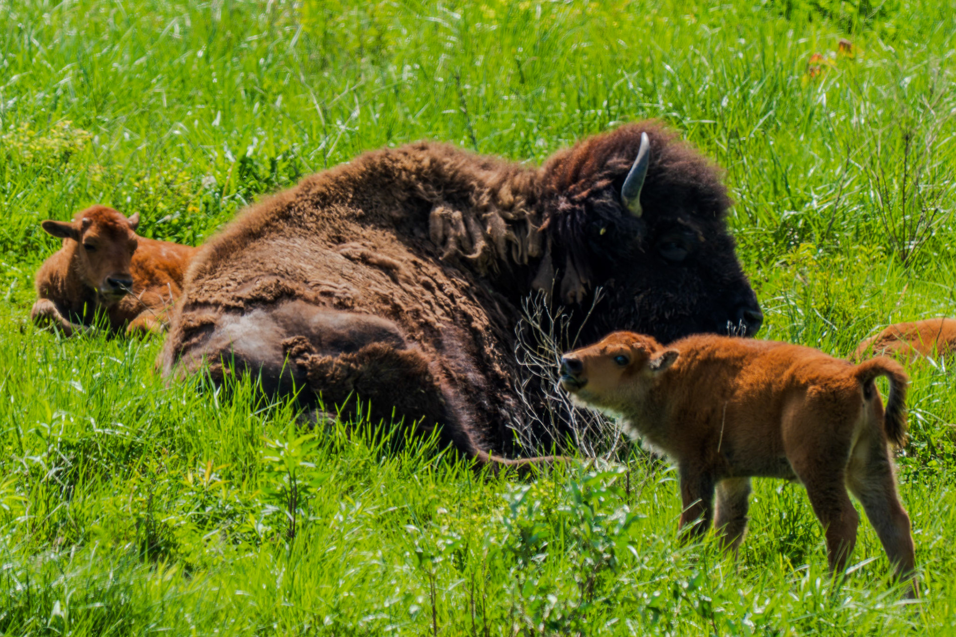 Roar of the baby buffalo