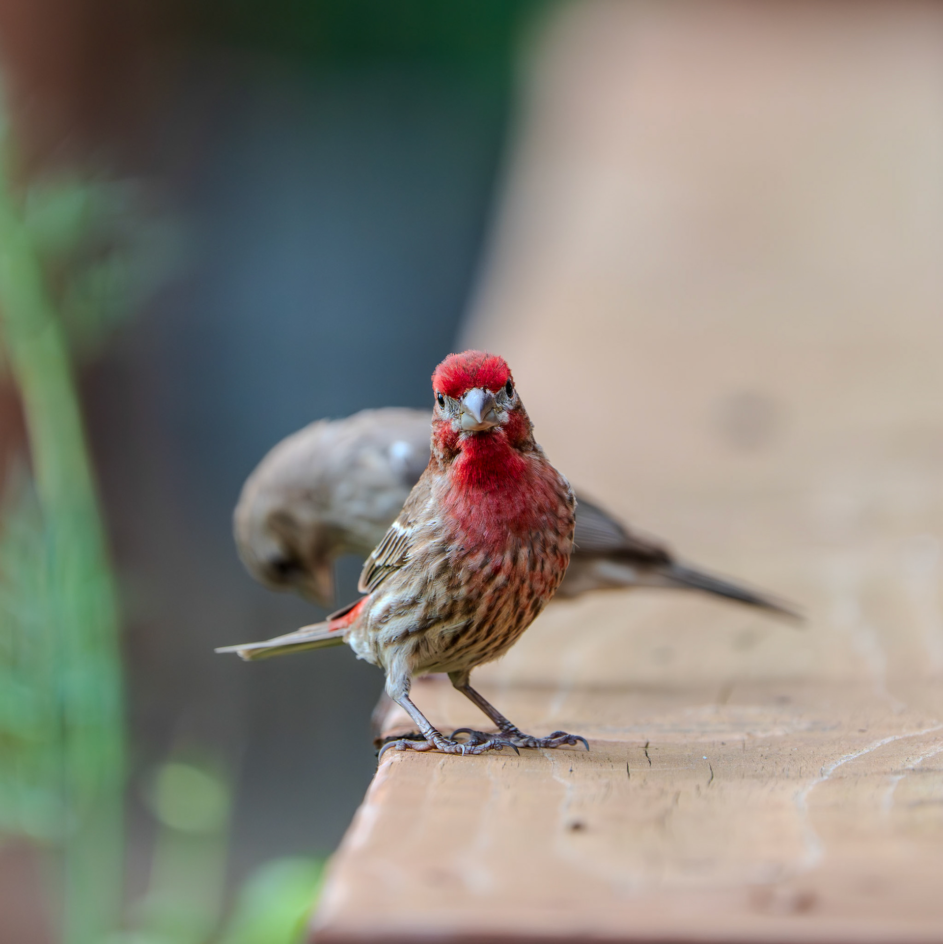 Little finch