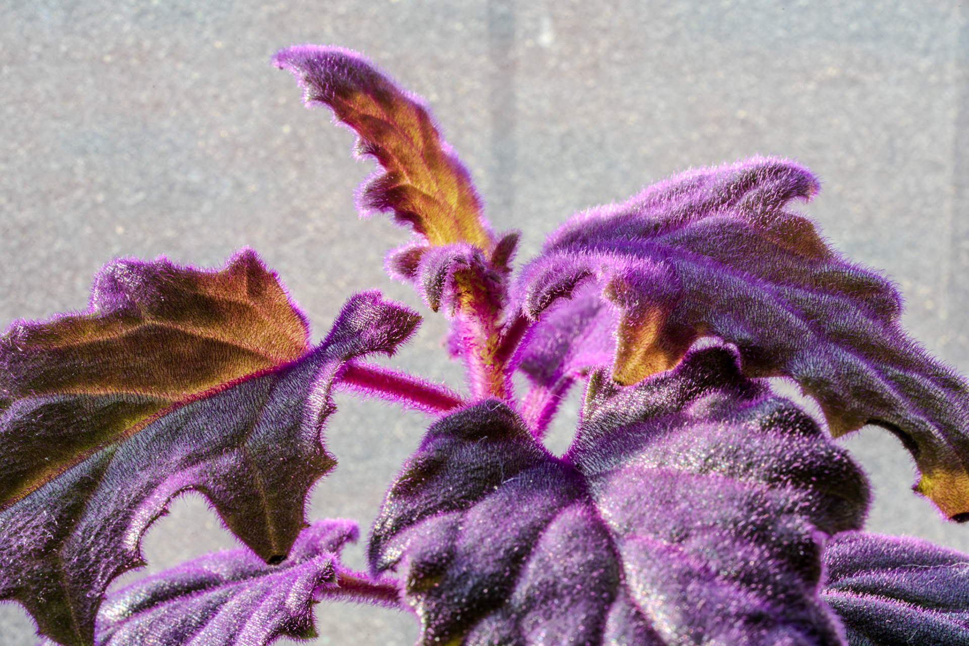 Velvet plant