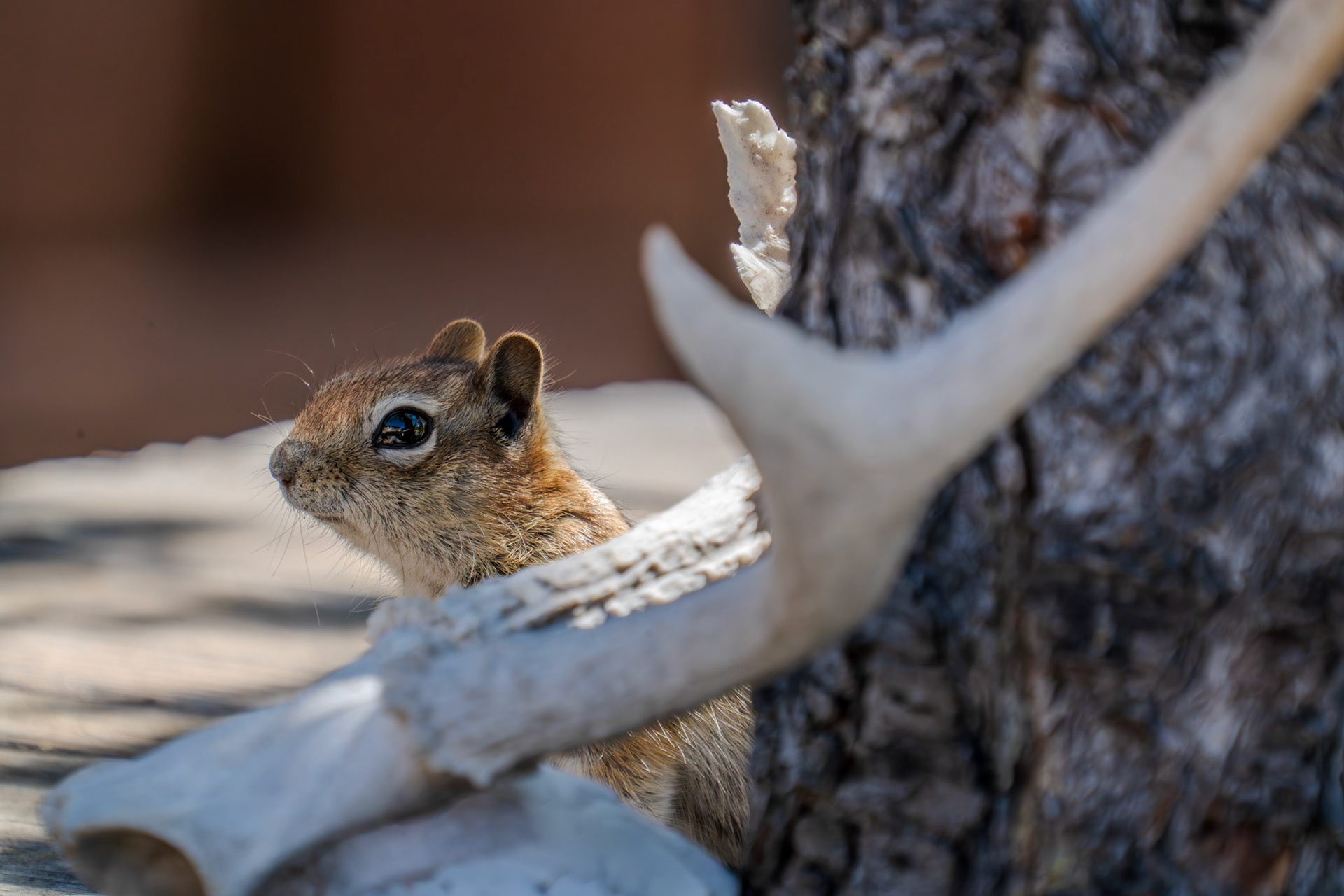 Curious baby chipmunk