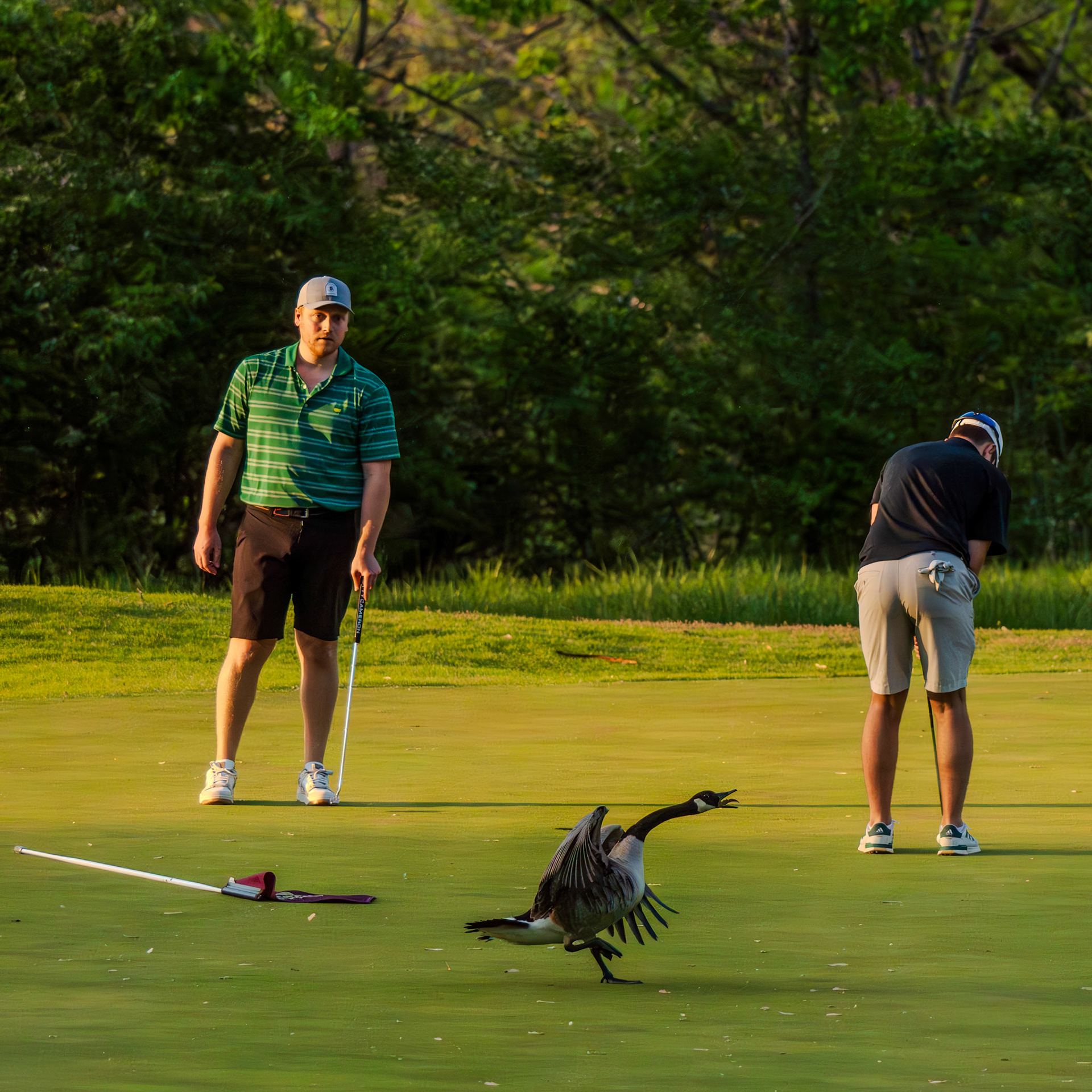 Goose displaying dominance over man