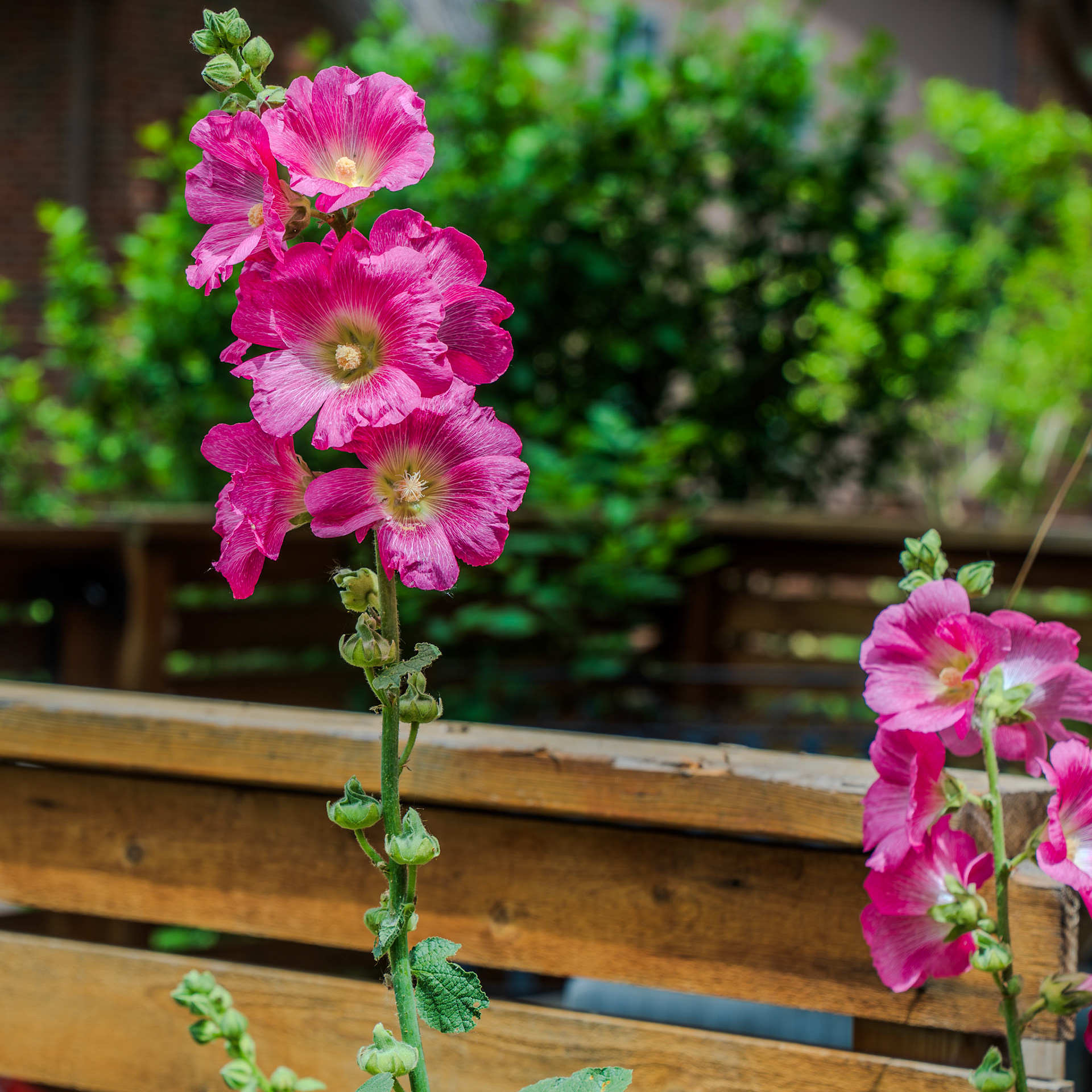 Hollyhocks