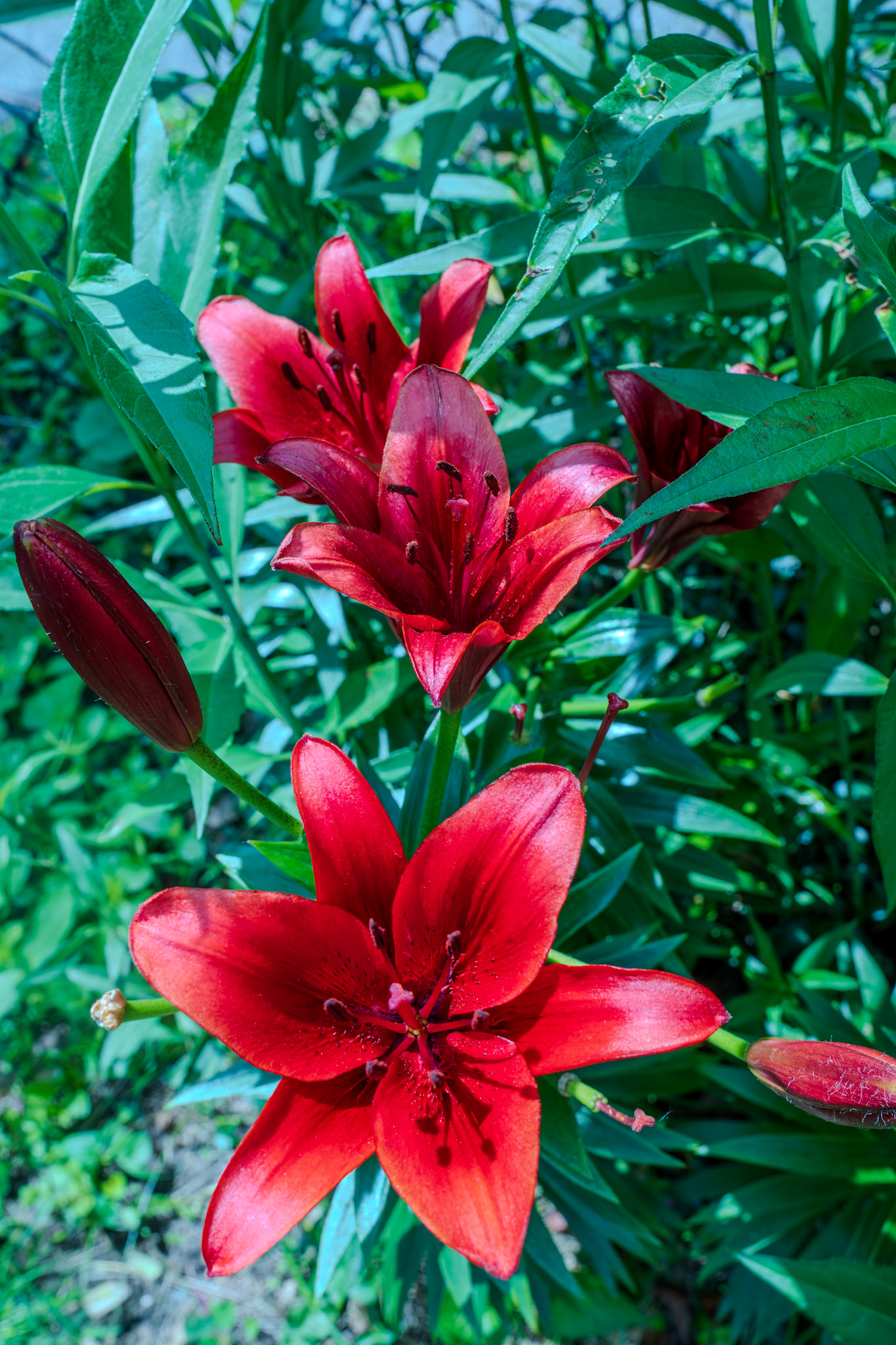 Red lilly