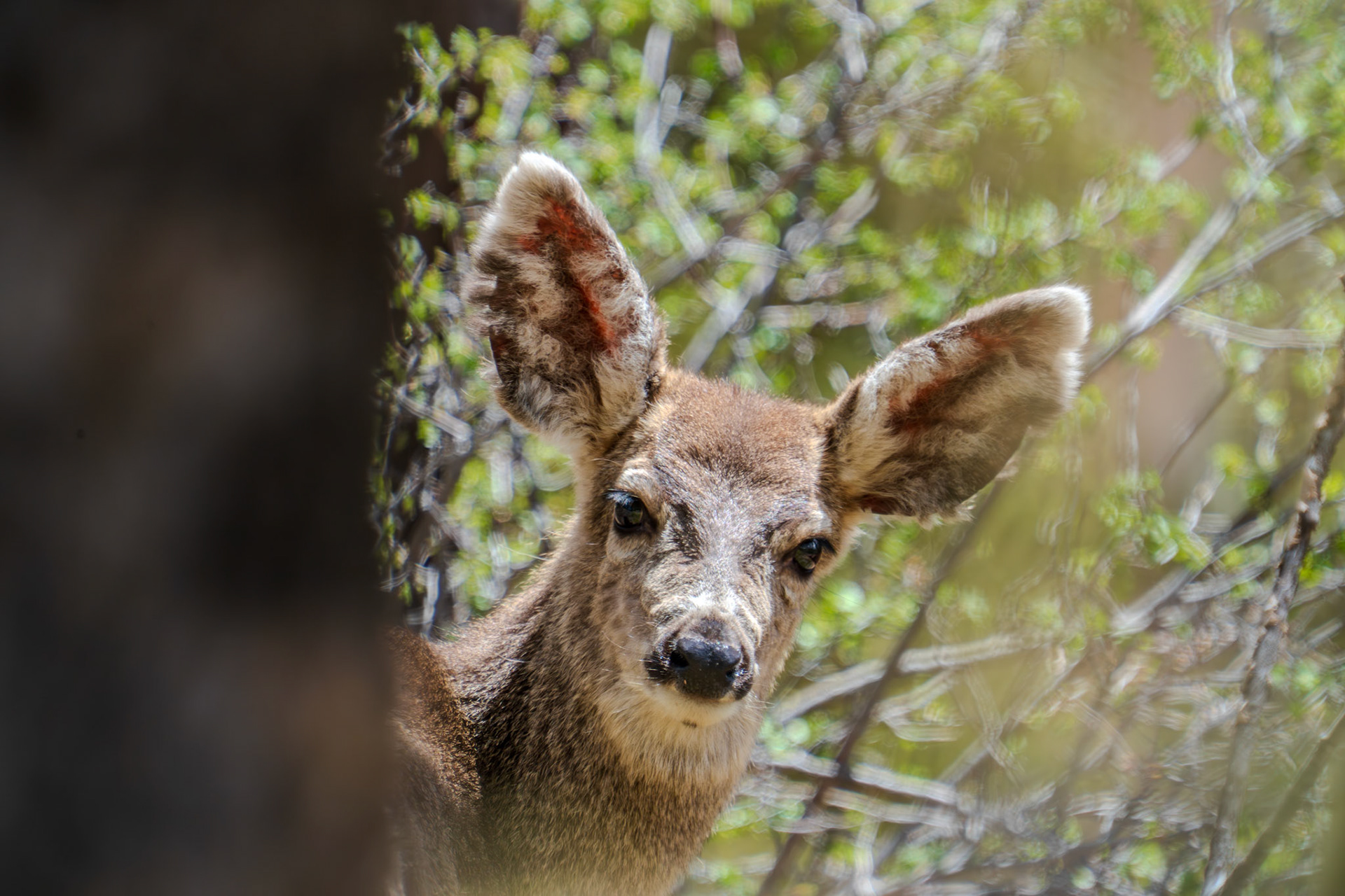 Baby mule deer