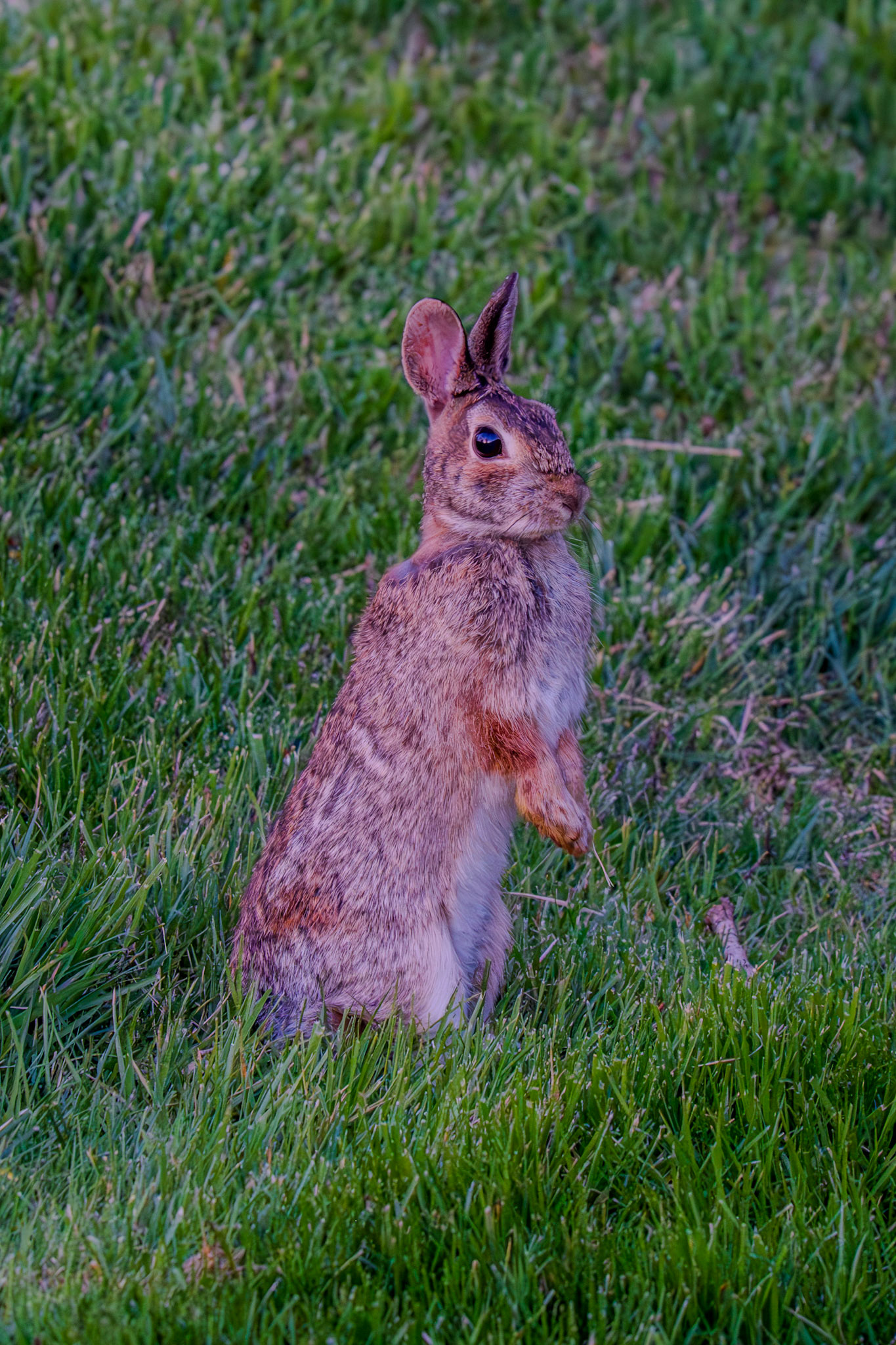 Alert Bunny