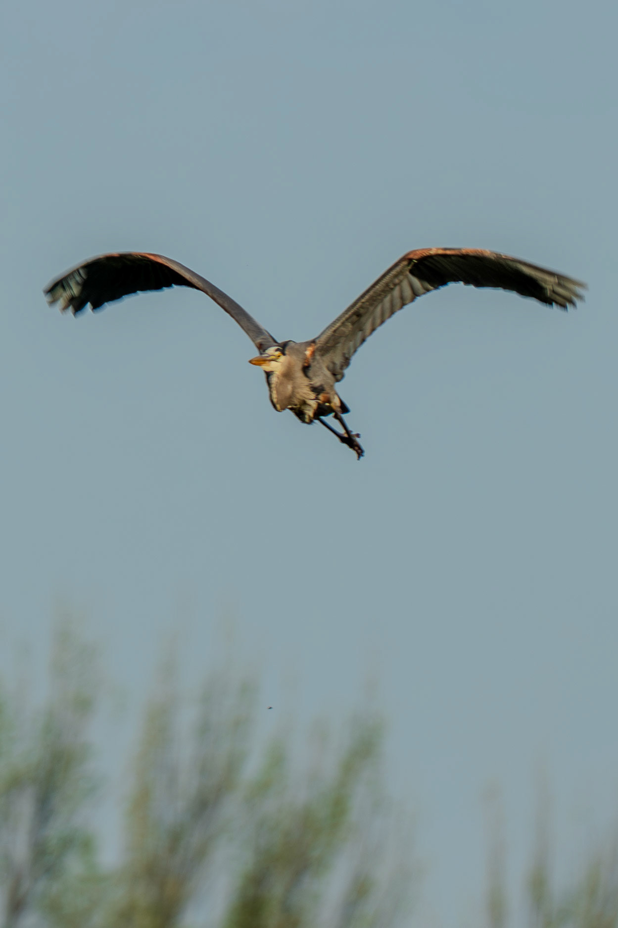 Great Blue Heron not coming at you