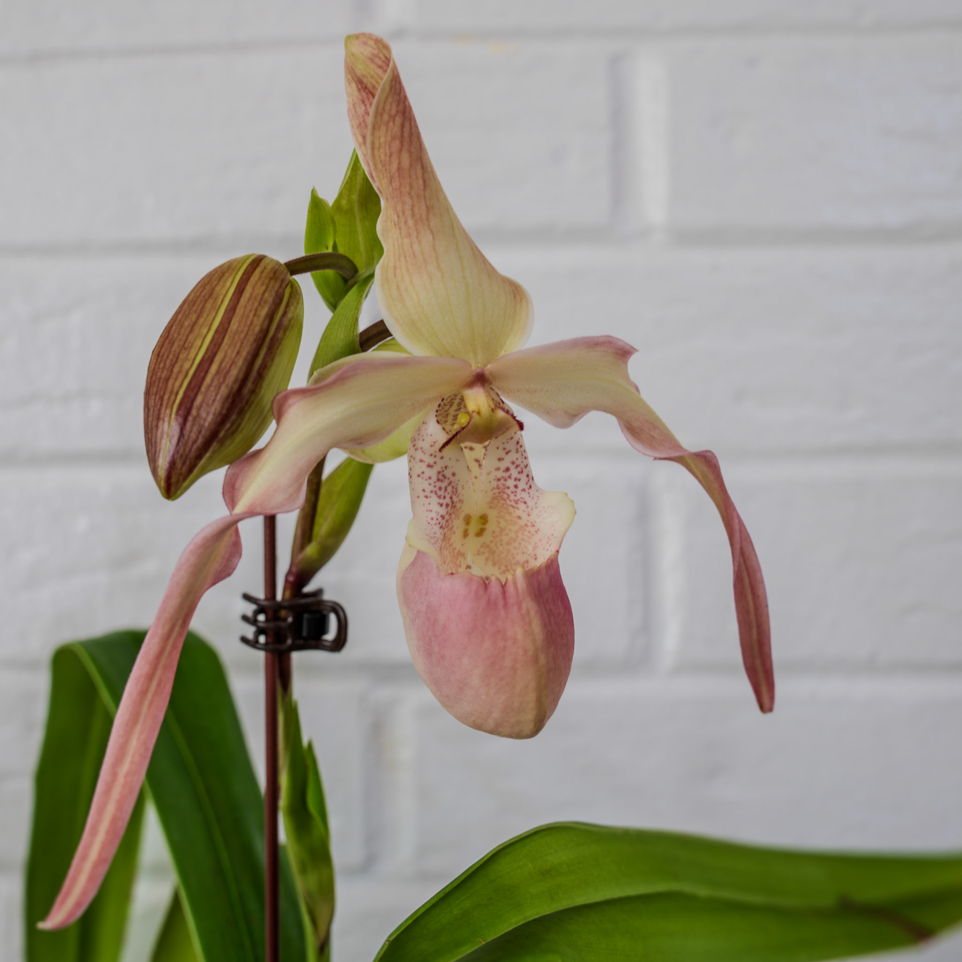 "Phrag. Peruflora's Spirit" from Birdman