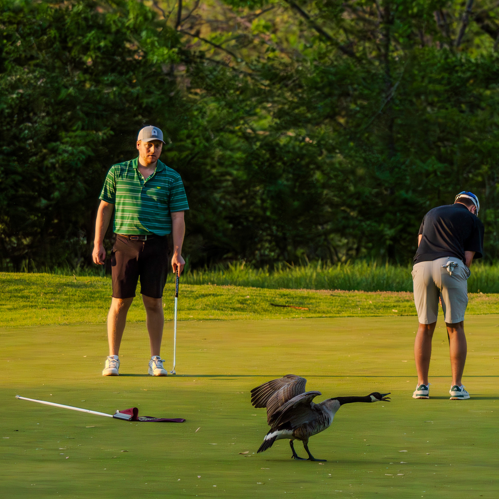 Goose displaying dominance over man