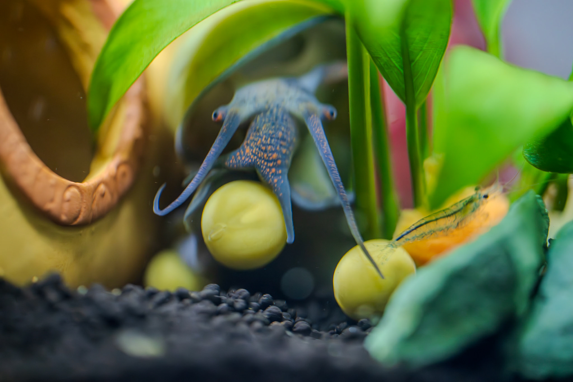 Hungry hungry snail