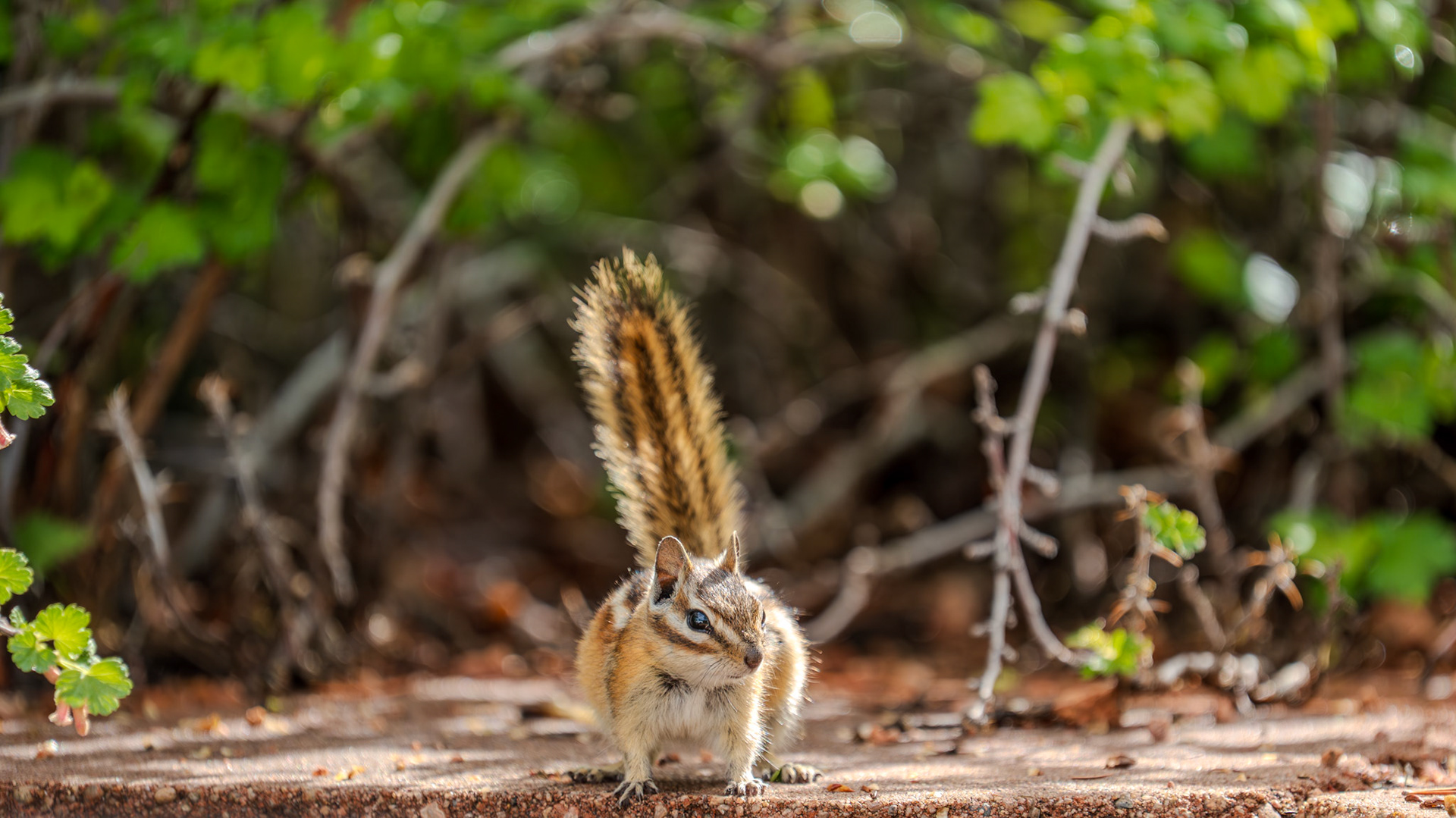 Baby chipmunk