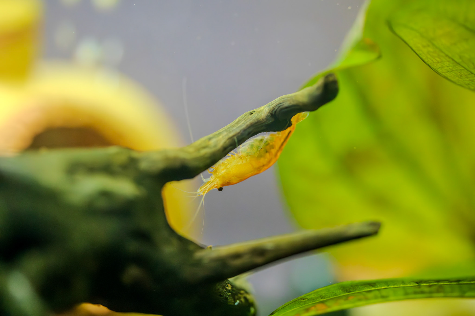 Mama shrimp closeup