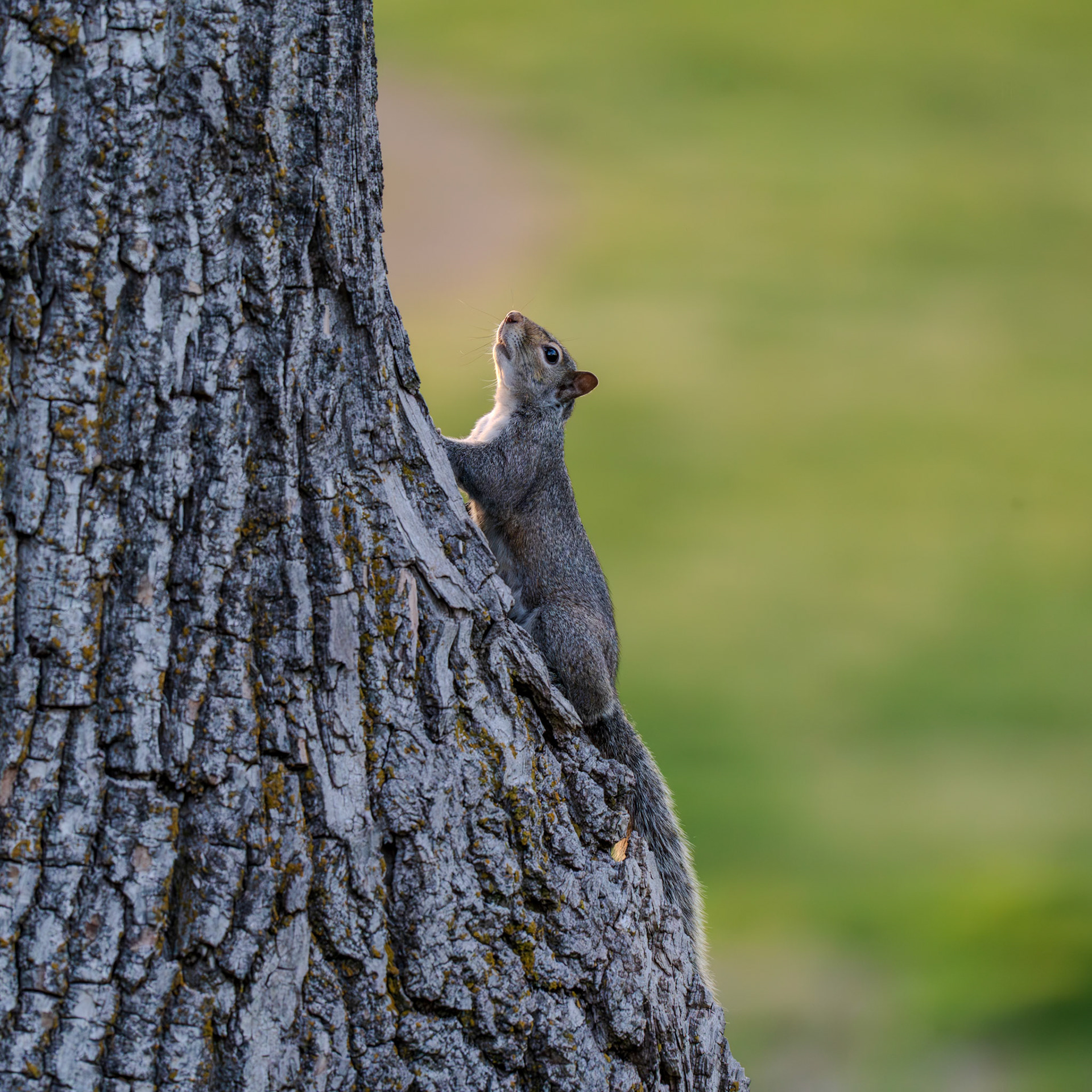This squirrel looks motivational