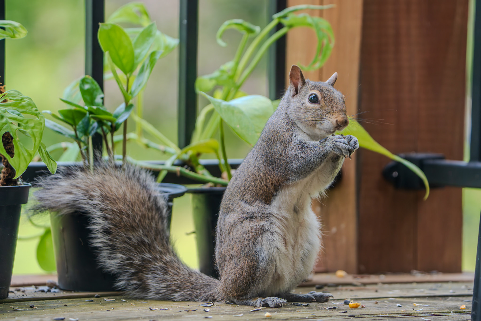 Chomping squirrel