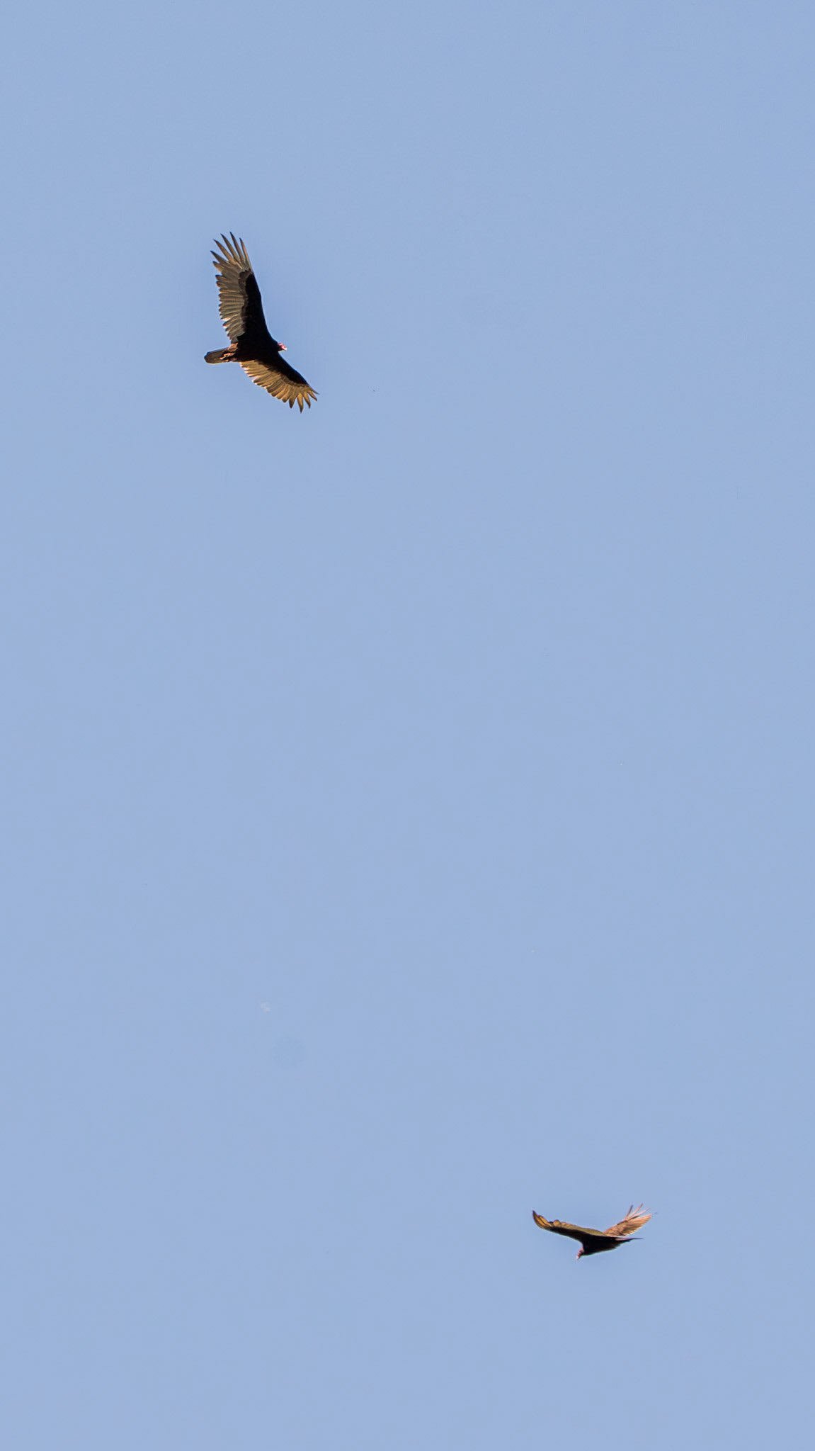 Circling turkey vultures