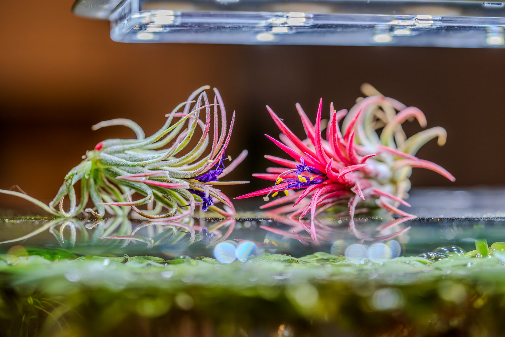 Air plants on the fish tank