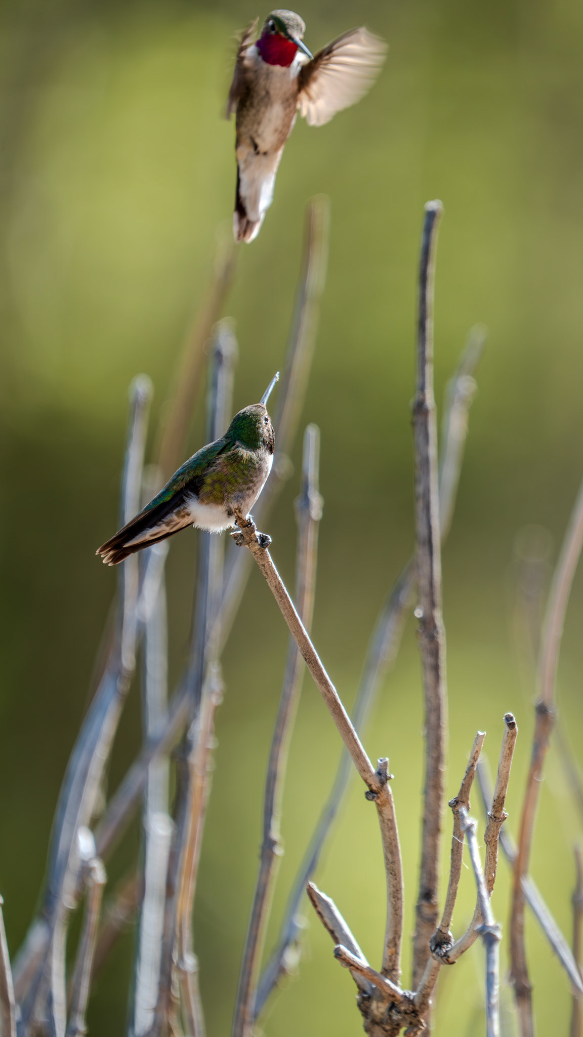 Hummingbird pair