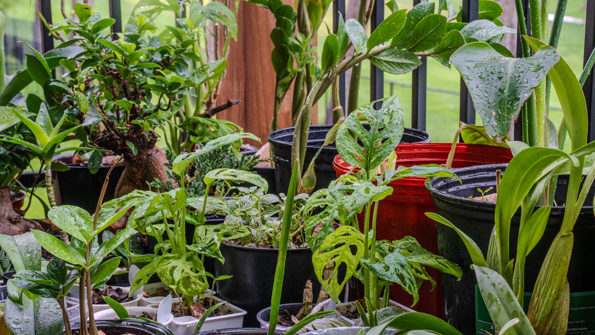 Houseplant mix