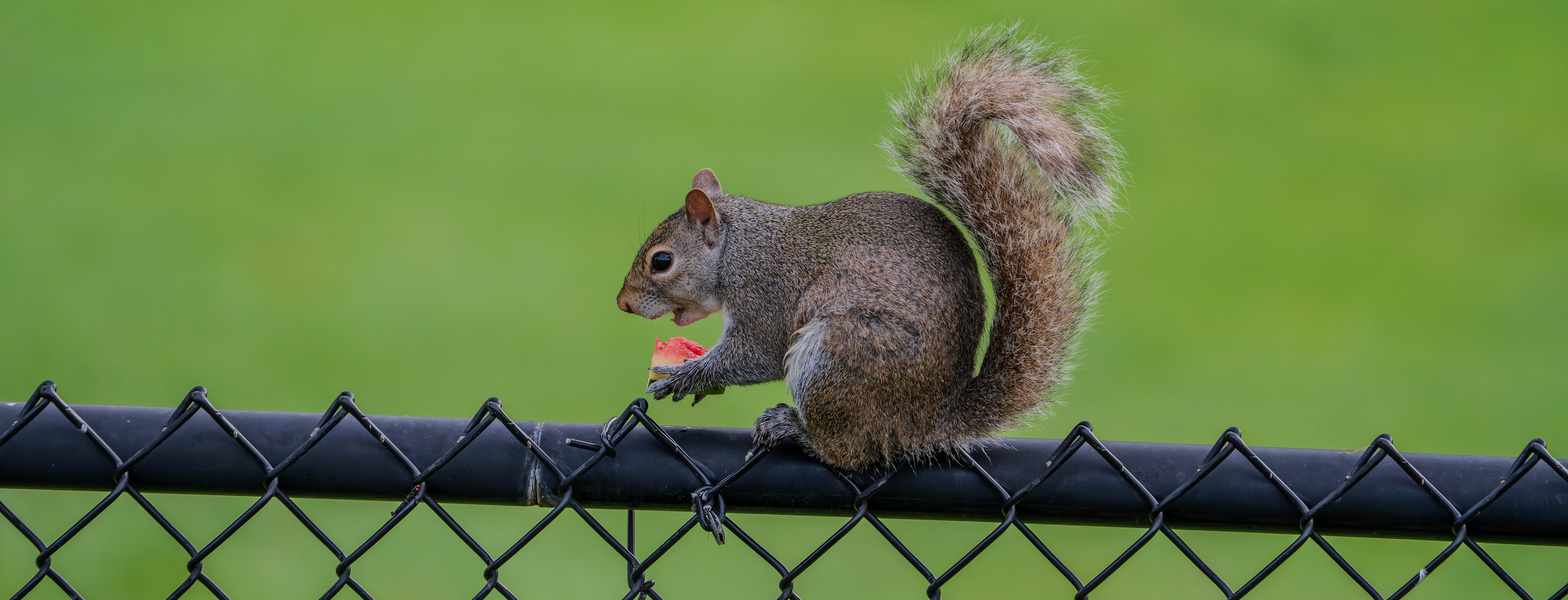 Watermelon loving squirrel