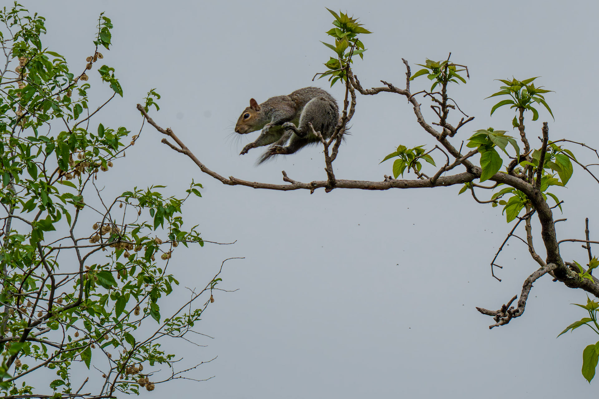 Leapy squirrel