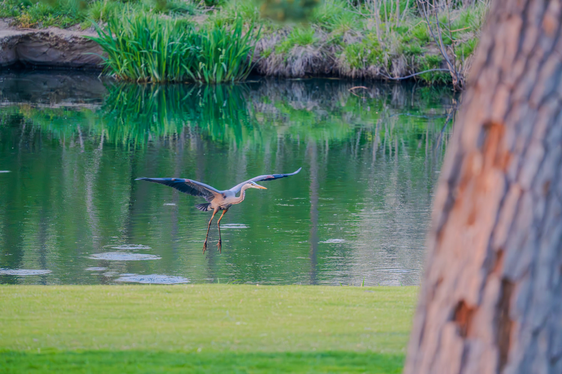 Great Blue Heron