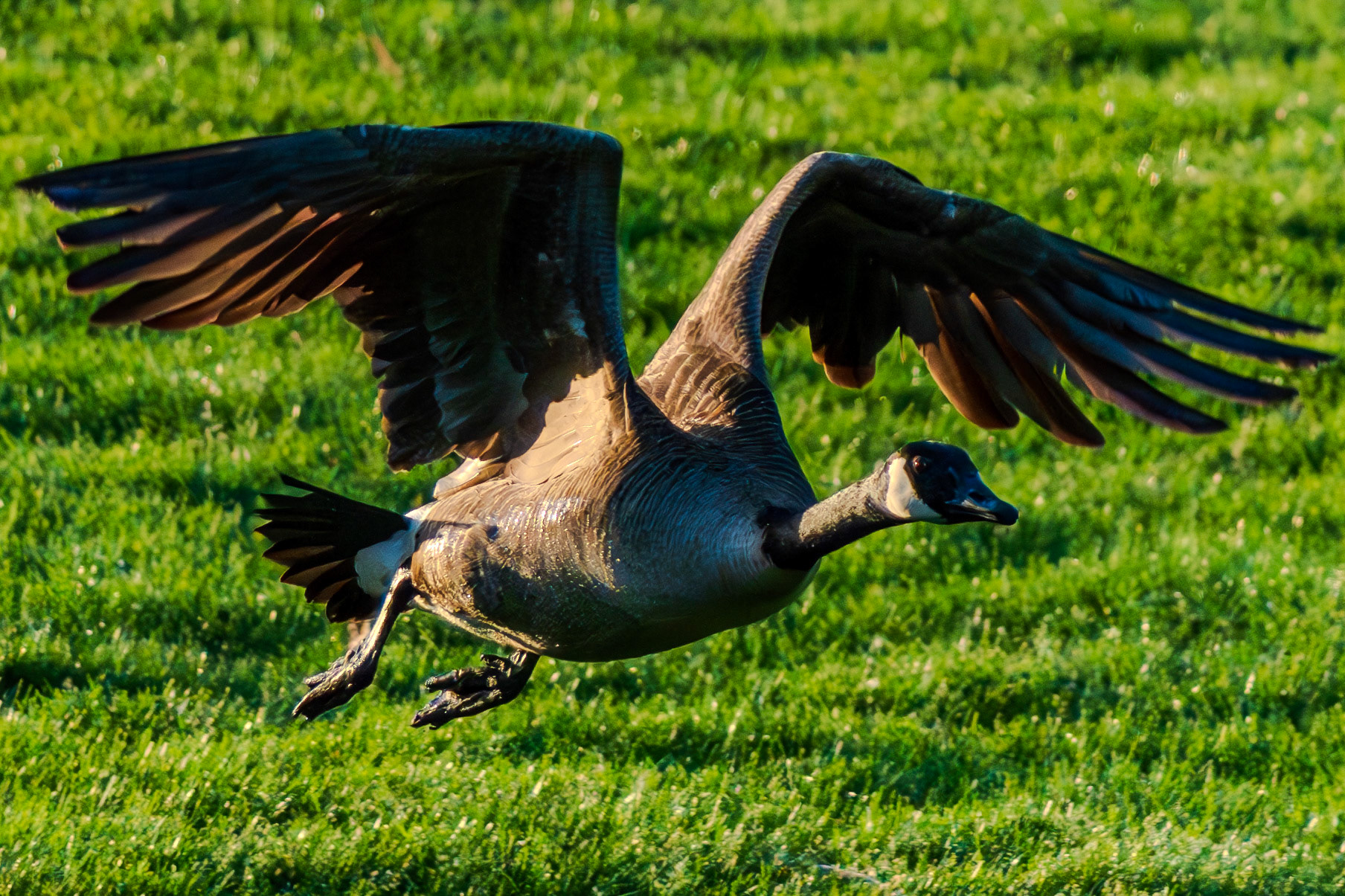 Low flying goose