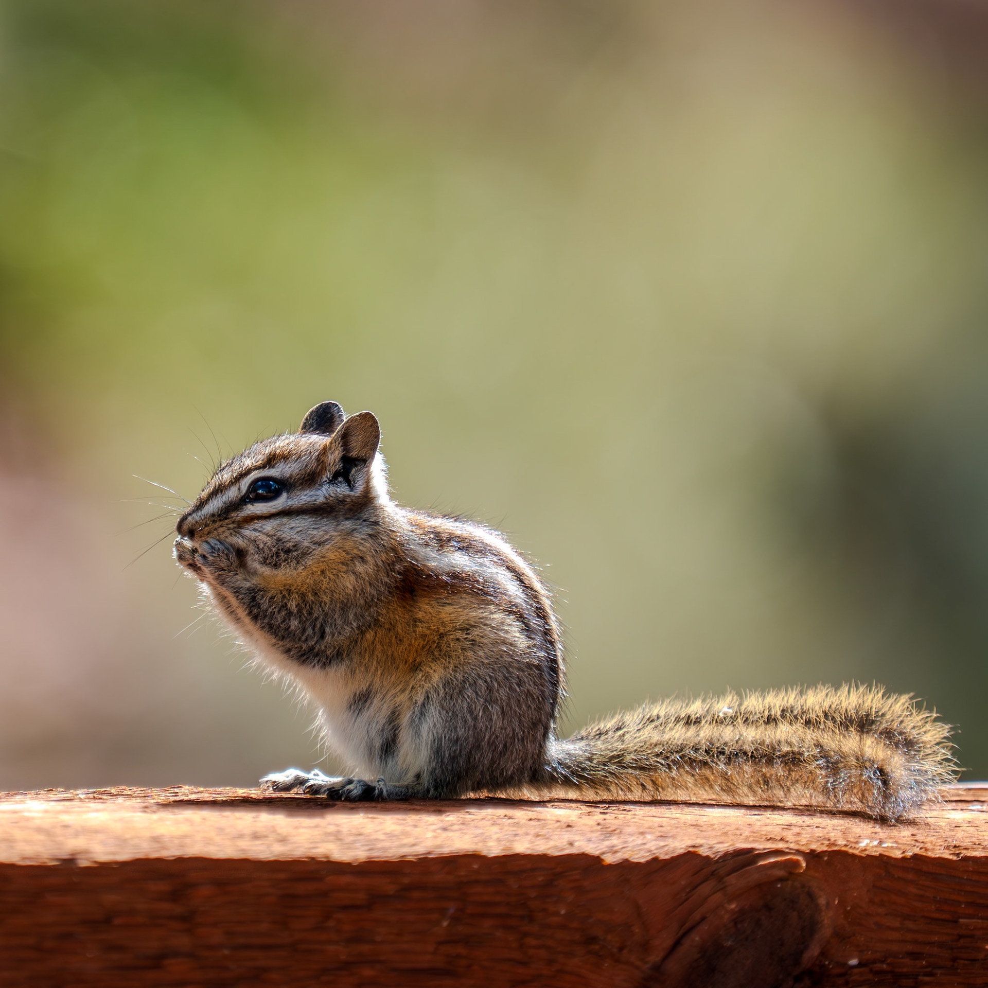 Sunny baby chipmunk