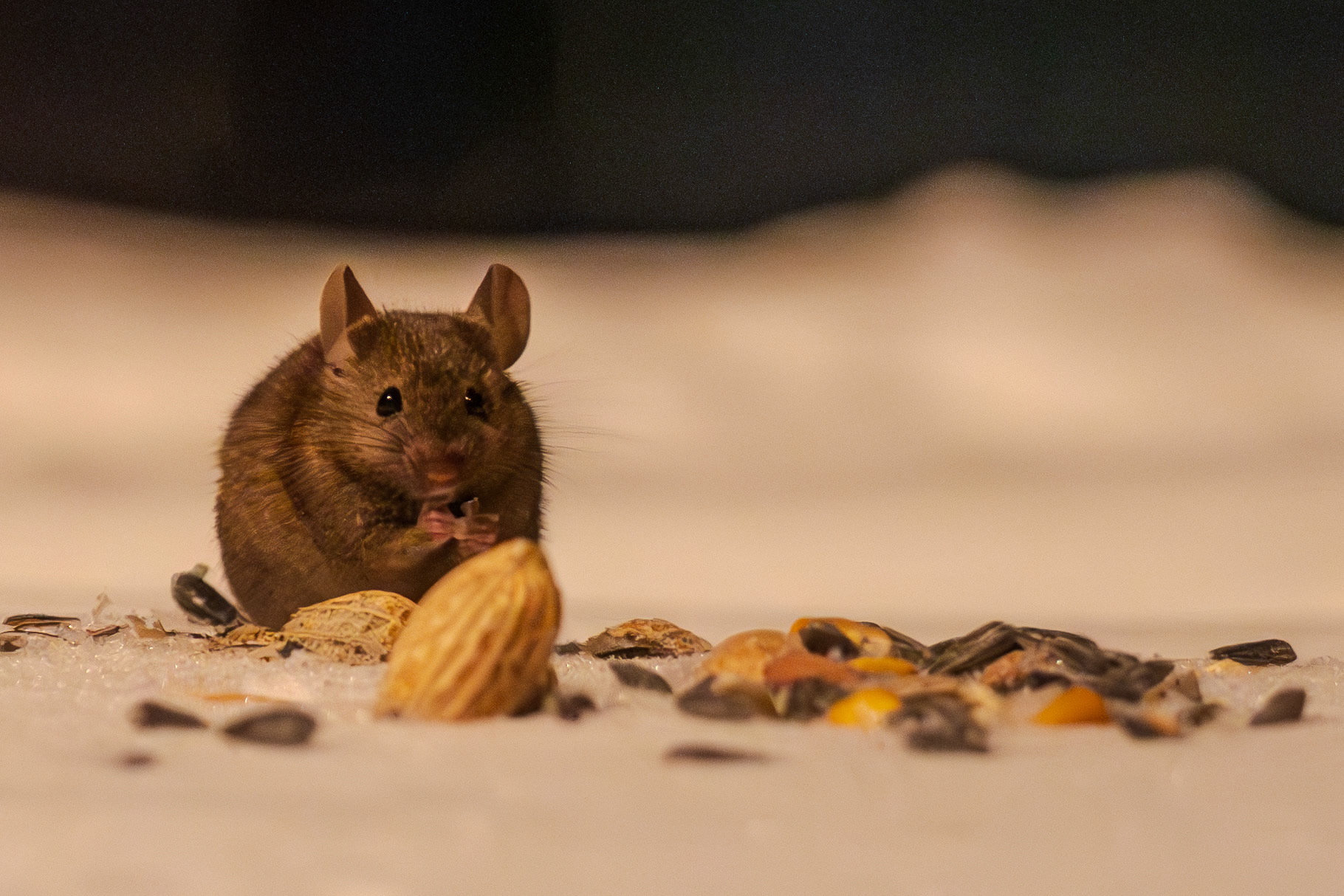 Tim the tailless mouse