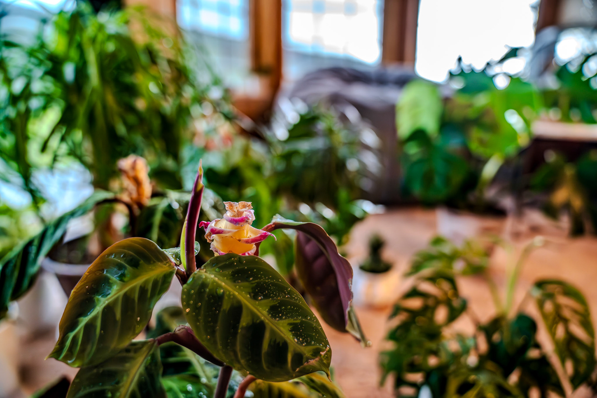 Flowering calathea warscewiczii