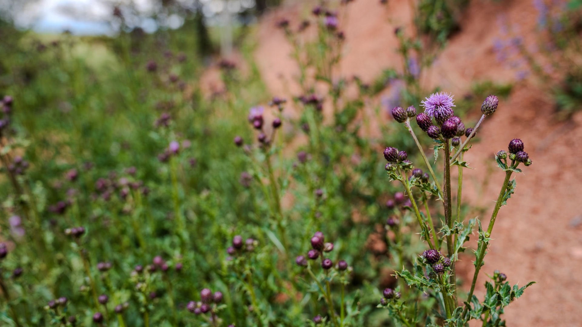 Invasive musk thistle