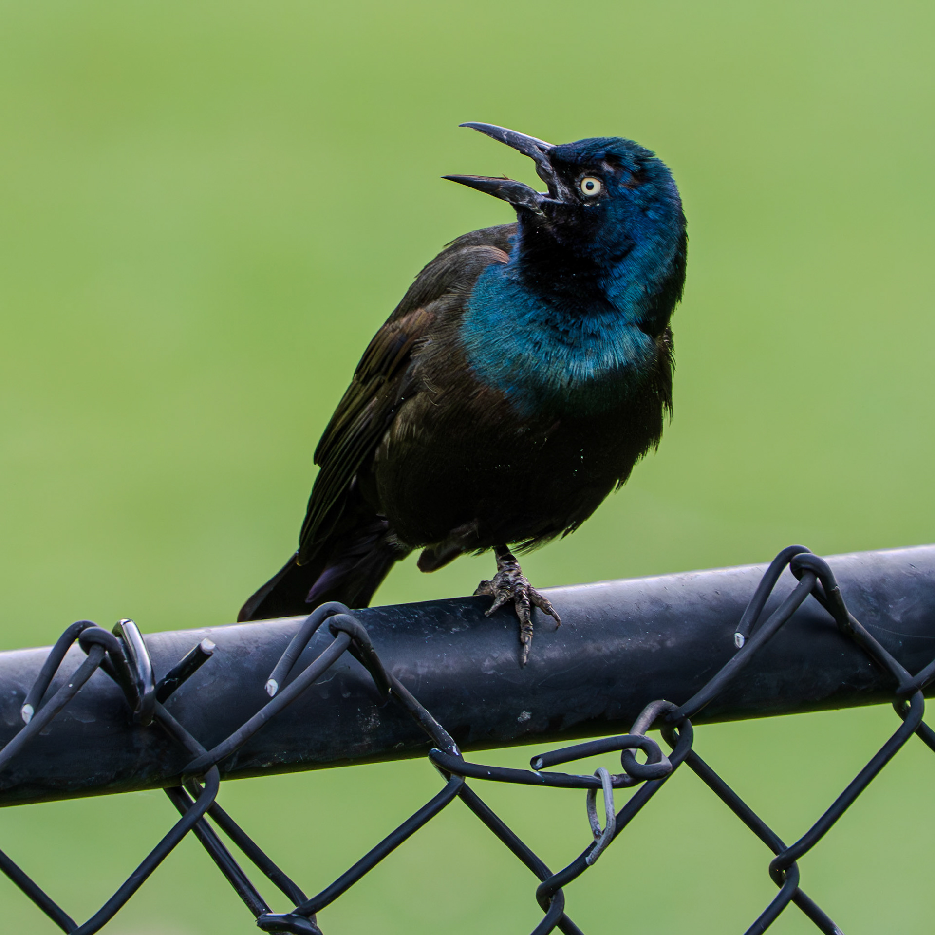 Grackle