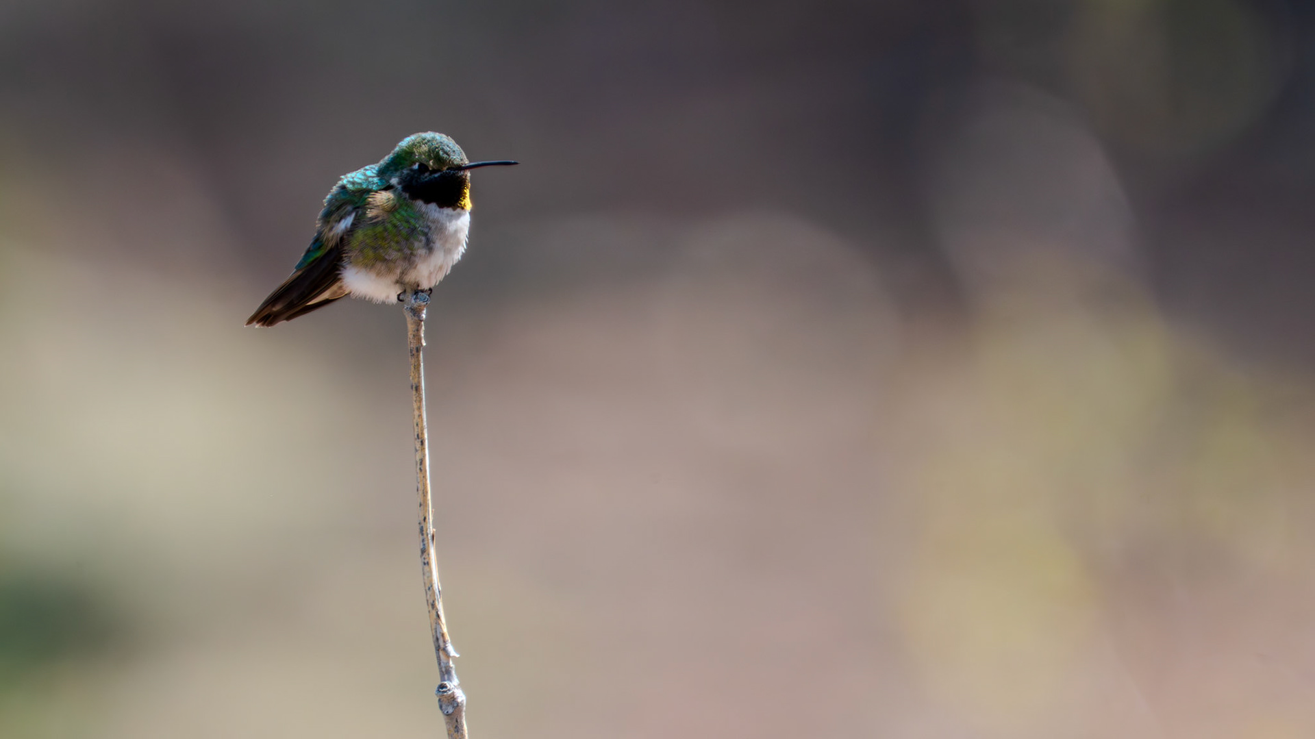 Small mountain hummingbird