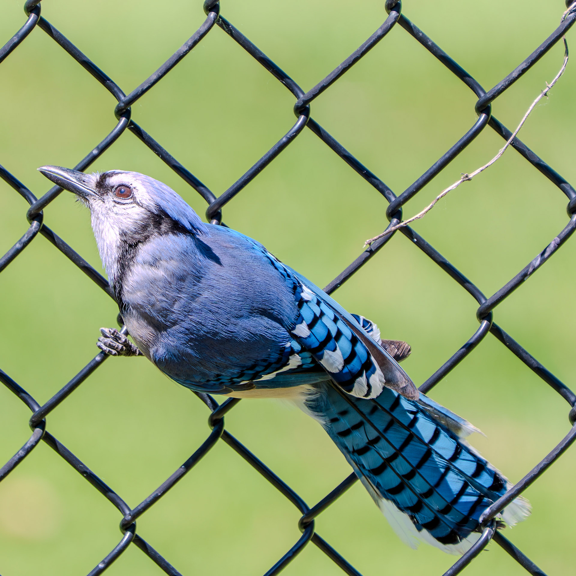 Bluejay on the fence