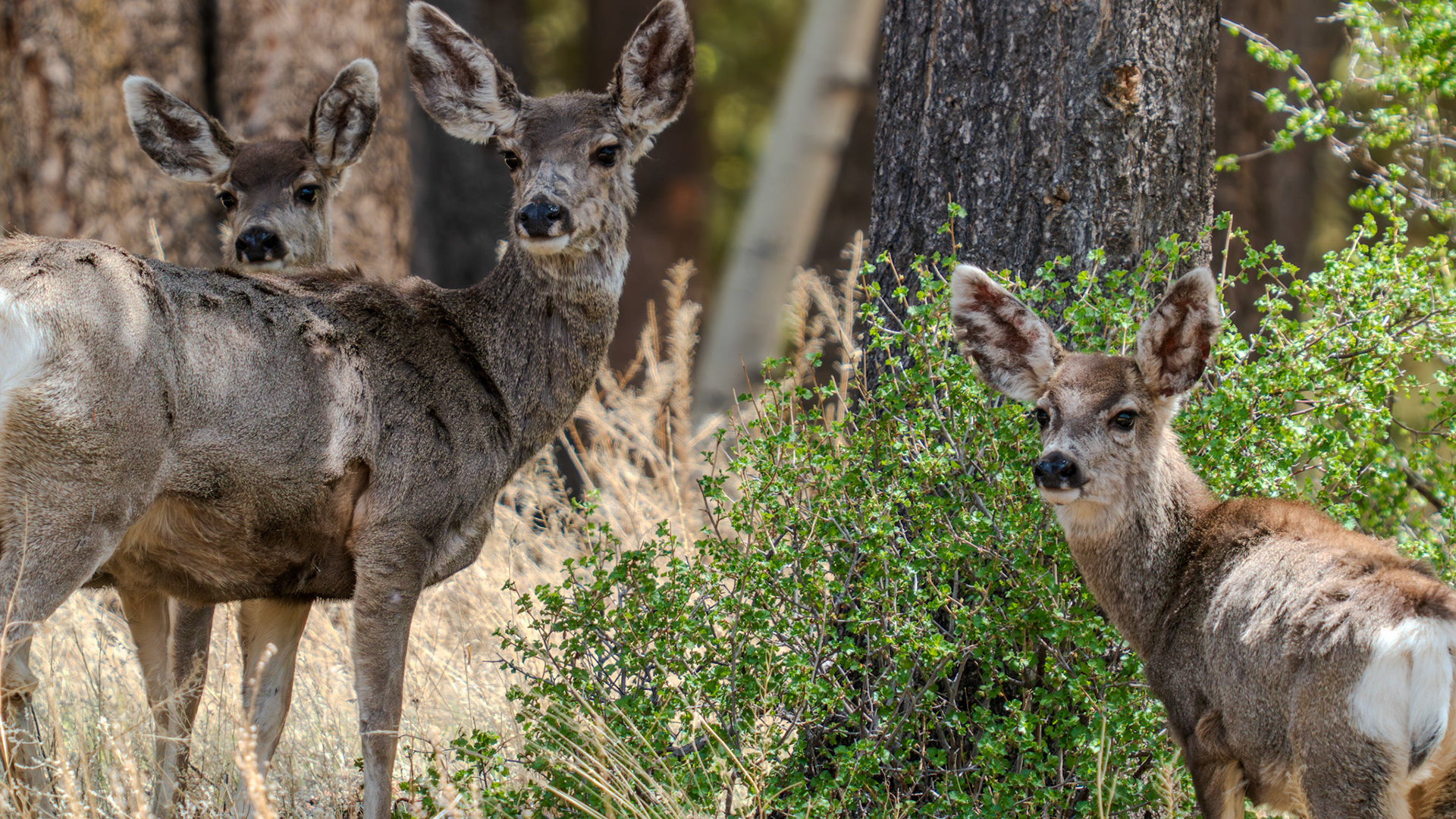 Mule deer family