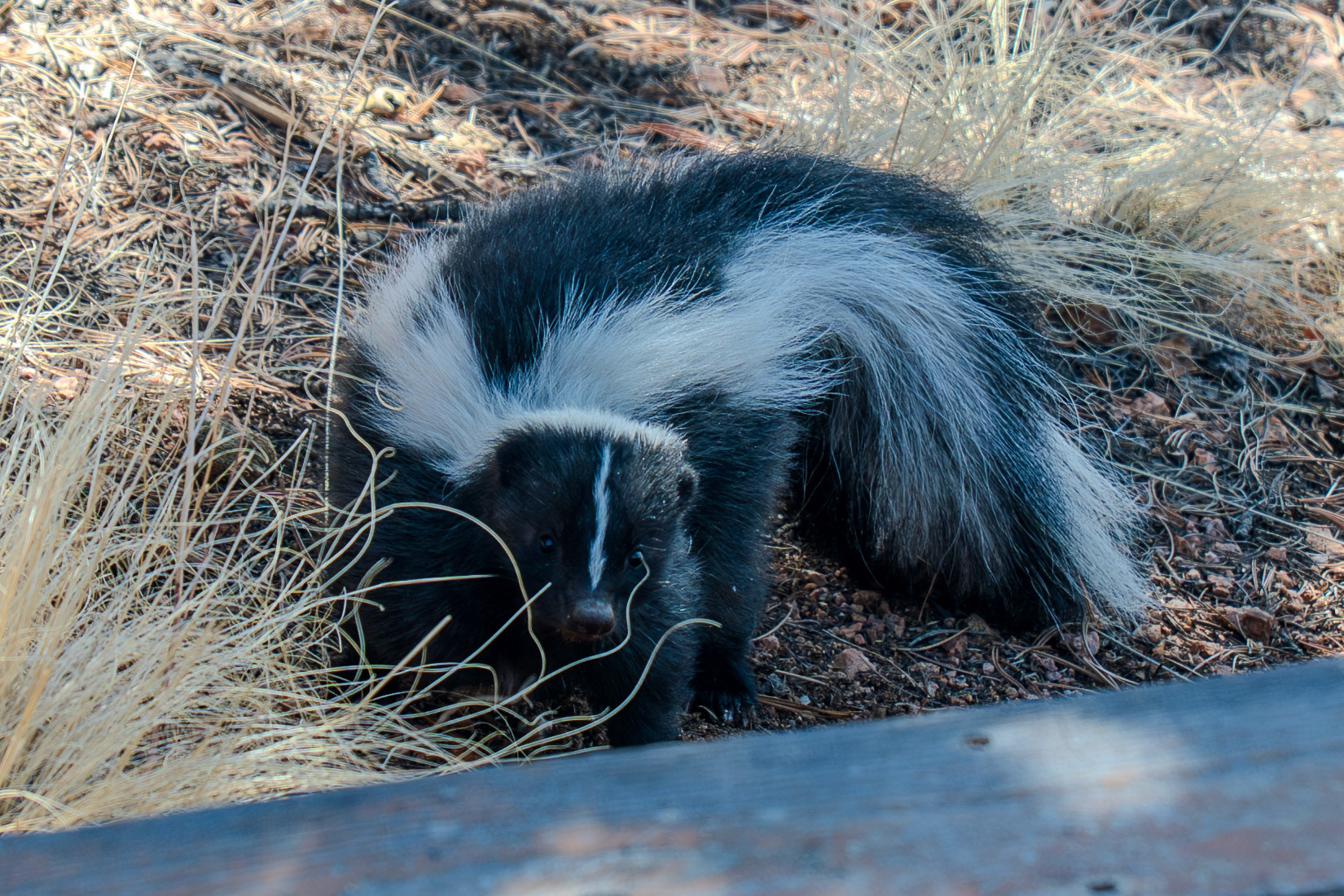 Skunk