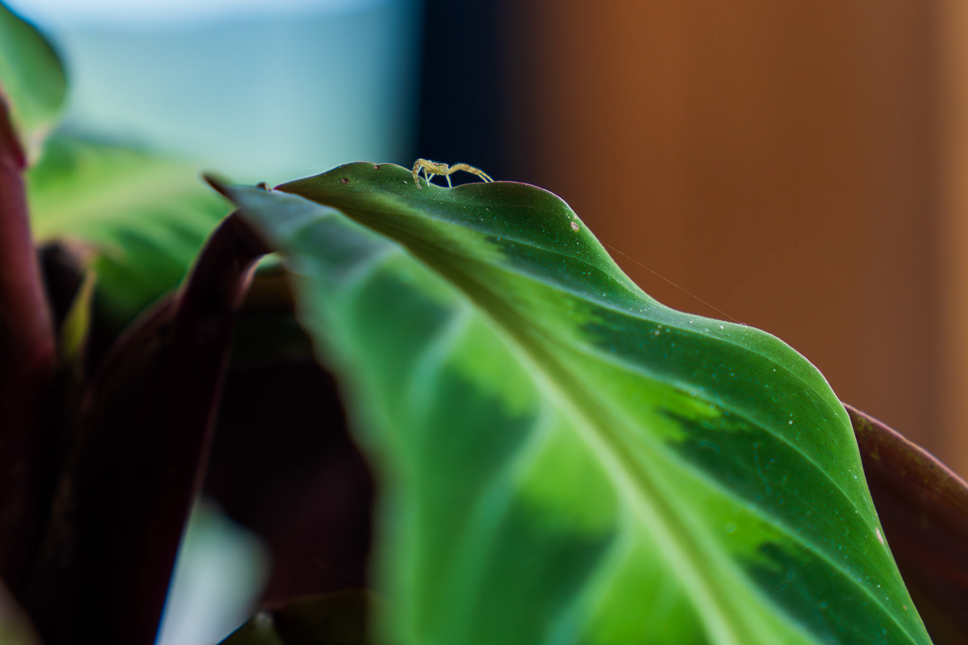 Local gardening spider